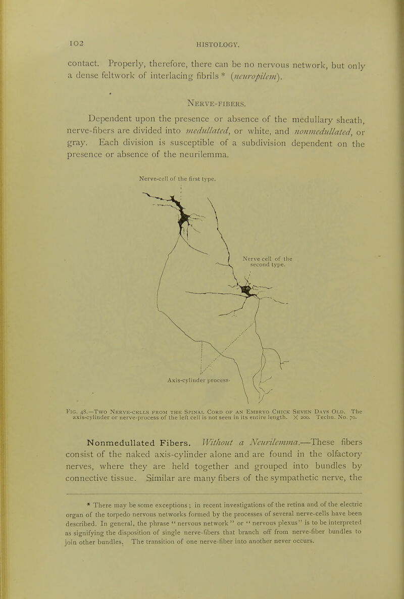 contact. Properly, therefore, tlierc can be no nervous network, but only a dense feltvvork- of interlacing fibrils * {iicuropileni). Nerve-fibers. Dependent upon the presence or absence of the medullary sheath, nerve-fibers are divided into niednllated, or white, and noiivicchiUaicd, or gray. Each division is susceptible of a subdivision dependent on the presence or absence of the neurilemma. Nerve-CL-ll of tlie first tyjie. Fig. 48.—Two Nerve-cells from the Spinal Cord of an Embryo Chick Seven Days Old. The axis-cylinder or iierve-process of tlie left cell is not seen in its entire length. X 200. Techn. No. 70. NonmeduUated Fibers. Without a Neurilemma.—These fibers consist of the naked axis-cylinder alone and are found in the olfactory nerves, where they are held together and grouped into bundles by connective tissue. Similar are many fibers of the sympathetic nerve, the * There may be some exceptions ; in recent investigations of the retina and of the electric organ of the torpedo nervous networks formed by the processes of several nerve-cells have been described. In general, the phrase  nervous network  or  nervous plexus is to be interpreted as signifying the disposition of single nerve-fibers that branch off from nerve-fiber bundles to join other bundles. The transition of one nerve-fiber into another never occurs.