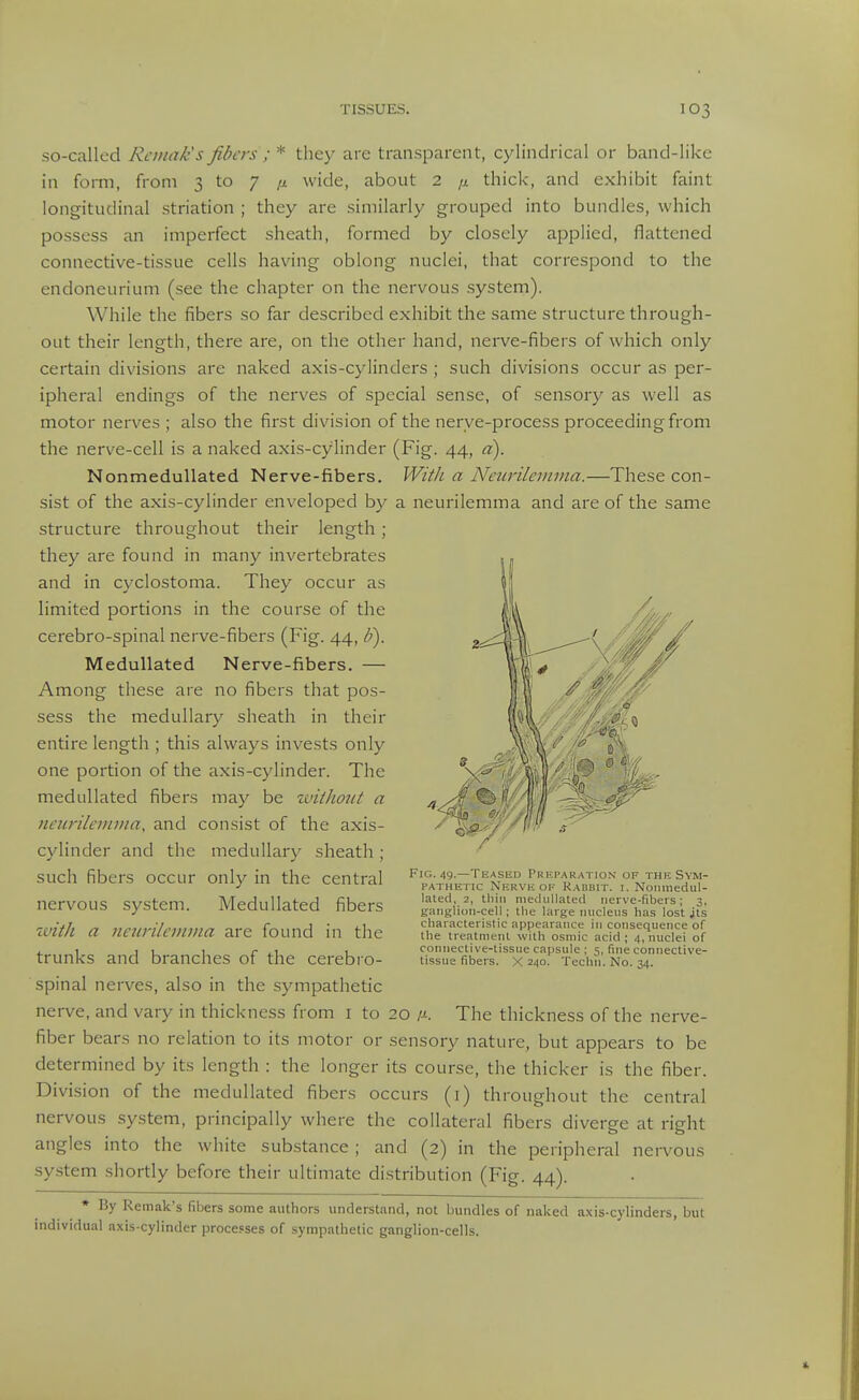 so-called Rcinak's fibers ; * the}- are transparent, cylindrical or band-like in form, from 3 to 7 /x wide, about 2 thick, and exhibit faint longitudinal striation ; they are similarly grouped into bundles, which possess an imperfect sheath, formed by closely applied, flattened connective-tissue cells having oblong nuclei, that correspond to the endoneurium (see the chapter on the nervous system). While the fibers so far described exhibit the same structure through- out their length, there are, on the other hand, nerve-fibers of which only certain divisions are naked axis-cylinders ; such divisions occur as per- ipheral endings of the nerves of special sense, of sensory as well as motor nerves ; also the first division of the nerve-process proceeding from the nerve-cell is a naked axis-cylinder (Fig. 44, a). NonmeduUated Nerve-fibers. With a Neurilemma.—These con- sist of the axis-cylinder enveloped by a neurilemma and are of the same structure throughout their length; they are found in many invertebrates and in cyclostoma. They occur as limited portions in the course of the cerebro-spinal nerve-fibers (Fig. 44, b). Medullated Nerve-fibers. — Among tiiese are no fibers that pos- sess the medullary sheath in their entire length ; this always invests only one portion of the axis-cylinder. The medullated fibers may be zviiJioiit a 7ieurileinma, and consist of the axis- cylinder and the medullary sheath ; such fibers occur only in the central nervous system. Medullated fibers with a imirilemma are found in the trunks and branches of the cerebro- spinal nerves, also in the sympathetic nerve, and vary in thickness from i to 20 !>■. fiber bears no relation to its motor or sensory nature, but appears to be determined by its length : the longer its course, the thicker is the fiber. Division of the medullated fibers occurs (i) throughout the central nervous .system, principally where the collateral fibers diverge at right angles into the white substance ; and (2) in the peripheral nervous system shortly before their ultimate distribution (Fig. 44). Fig. 49.—Teased Preparation of the Sym- pathetic Nerve OF Rabbit, i. Noiimedul- lated, 2, thin medullated nerve-fibers; 3, ganglion-cell; llie large nuclens has lost jts characteristic appearance in consequence of the treatment with osmic acid ; 4, nuclei of connective-tissue capsule ; 5, fine connective- tissue fibers. X 240. Techn. No. 34. The thickness of the nerve- * By Remak's fibers some authors understand, not bundles of naked axis-cylinders, but individual axis-cylinder processes of sympathetic ganglion-cells.