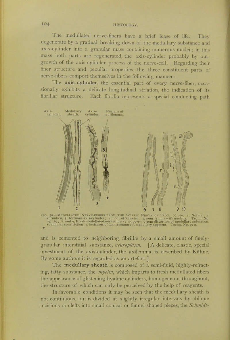 The medullated nerve-fibers liave a brief lease of life. They degenerate by a gradual breaking down of the medullary sukstance and axi.s-cylinder into a granular mass containing numerous nuclei ; in this mass both parts are regenerated, the axis-cylinder probably by out- growth of the axis-cylinder process of the nerve-cell. Regarding their finer structure and peculiar properties, the three constituent parts of nerve-fibers comport themselves in the following manner: The axis-cylinder, the essential part of every nerve-fiber, occa- sionally exhibits a delicate longitudinal striation, the indication of its fibrillar structure. Each fibrilla represents a special conducting path Axis- Medullary Axis- Nucleus of eyliiidcr. sliealli. cylinder, iieurileiiuna. Fig. 50.—Medullated Nerve-fibers from the Sciatic Nerve of Frog. X 280. i, Normal, 2, sVirunlcen, 3, tortuous axis-cylinder ; 4, node of Ranvier; 5, ueurlleuinia with nucleus. Techn. No. 29. 6, 7, 8, and 9, Fresh medullated nerve-fibers; 10, post-mortem distoriiou of medullary substance ; annular constriction; /, incisures of Lantermann ; /, medullary segment. Techn. No. 29 a. and is cemented to neighboring fibrillar by a small amount of finely- granular interstitial substance, neuroplasm. [A delicate, elastic, special investment of the axis-cylinder, the axilemma, is described by Kiihne. By some authors it is regarded as an artefact.] The medullary sheath is composed of a semi-fluid, highly-refract- ing, fatty substance, the myelin, which imparts to fresh medullated fibers the appearance of glistening hyaline cylinders, homogeneous throughout, the structure of which can only be perceived by the help of reagents. In.favorable conditions it may be seen that the medullary sheath is not continuous, but is divided at slightly irregular intervals by oblique incisions or clefts into small conical or funnel-shaped pieces, the Scluiiidt-