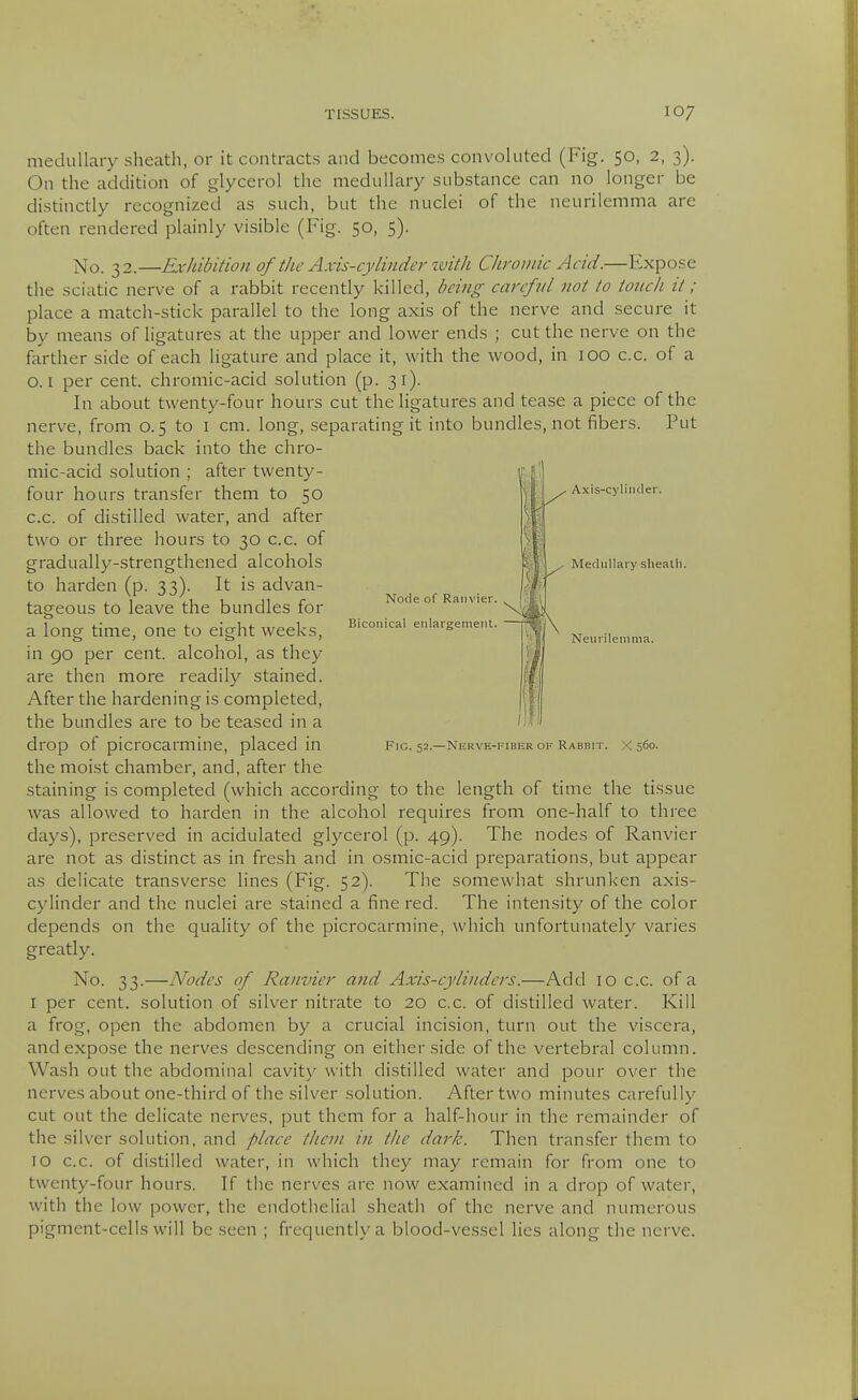 Node of Raiivier. Biconical enlargement. ■ Axis-cylinder. Medullary sheath. IK Neurilemma. medullary sheath, or it contract.s and become.s convoluted (Fig. 50, 2, 3). On the addition of glycerol the medullary substance can no longer be distinctly recognized as such, but the nuclei of the neurilemma are often rendered plainly visible (Fig. 50, 5). ]S[o. 32.—Exhibition of the Axis-cylinder zvith Chromic Acid.—Expose the sciatic nerve of a rabbit recently killed, being carcfvl not to touch it ; place a match-stick parallel to the long axis of the nerve and secure it by means of ligatures at the upper and lower ends ; cut the nerve on the farther side of each ligature and place it, with the wood, in loo c.c. of a 0.1 per cent, chromic-acid solution (p. 31). In about twenty-four hours cut the ligatures and tease a piece of the nerve, from 0.5 to I cm. long, separating it into bundles, not fibers. Put the bundles back into the chro- mic-acid solution ; after twenty- four hours transfer them to 50 c.c. of distilled water, and after two or three hours to 30 c.c. of gradually-strengthened alcohols to harden (p. 33). It is advan- tageous to leave the bundles for a long time, one to eight weeks, in 90 per cent, alcohol, as they are then more readily stained. After the hardening is completed, the bundles are to be teased in a drop of picrocarmine, placed in fig. 52.—nervh-fiberof RAsnix. xsSo- the moist chamber, and, after the staining is completed (which according to the length of time the tissue was allowed to harden in the alcohol requires from one-half to three days), preserved in acidulated glycerol (p. 49). The nodes of Ranvier are not as distinct as in fresh and in osmic-acid preparations, but appear as delicate transverse lines (Fig. 52). The somewhat shrunken axis- cylinder and the nuclei are stained a fine red. The intensity of the color depends on the quality of the picrocarmine, which unfortunately varies greatly. No. 33.—Nodes of Ranvier and Axis-cylinders.—Add 10 c.c. of a I per cent, solution of silver nitrate to 20 c.c. of distilled water. Kill a frog, open the abdomen by a crucial incision, turn out the viscera, and expose the nerves descending on either side of the vertebral column. Wash out the abdominal cavity with distilled water and pour over the nerves about one-third of the silver solution. After two minutes carefully cut out the delicate nerves, put them for a half-hour in the remainder of the silver solution, and place them in the dark. Then transfer them to 10 c.c. of distilled water, in which they may remain for from one to twenty-four hours. If the nerves are now examined in a drop of water, with the low power, the endothelial sheath of the nerve and numerous pigment-cells will be seen ; frequently a blood-vessel lies along the nerve.