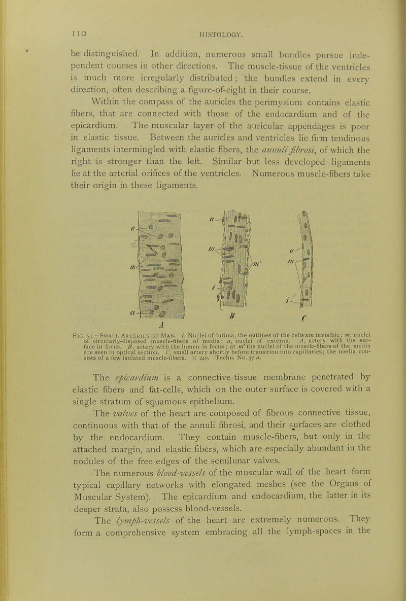 be distinguislied. In addition, numerous small bundles pursue inde- pendent courses in other directions. The muscle-tissue of the ventricles is much more irregularly distributed ; the bundles extend in every direction, often describing a figure-of-eight in their course. Within the compass of the auricles the perimysium contains elastic fibers, that are connected with those of the endocardium and of the epicardium. The muscular layer of the auricular appendages is poor in elastic tissue. Between the auricles and ventricles lie firm tendinous ligaments intermingled with elastic fibers, the annuli fibrosi, of which the right is stronger than the left. Similar but less developed ligaments lie at the arterial orifices of the ventricles. Numerous muscle-fibers take their origin in these ligaments. A Fig. 54.—Small Arteriks of Man. /, Nuclei of intiiiia, the outlines of the cells are invisible ; nuclei of circularly-clisposed muscle-fibers of media; a, nuclei of externa. A, artery with the sur- face in focus. B, artery with the lumen in focus ; at m' the nuclei of the muscle-fibers of the media are seen in optical section. C, small artery shortly before transition into capillaries; the media con- sists of a few isolated muscle-fibers. X 240. Techn. No. 37 a. The epicardium is a connective-tissue membrane penetrated by elastic fibers and fat-cells, which on the outer surface is covered with a single stratum of squamous epithelium. The valves of the heart are composed of fibrous connective tissue, continuous with that of the annuli fibrosi, and their s^urfaces are clothed by the endocardium. They contain muscle-fibers, but only in the attached margin, and elastic fibers, which are especially abundant in the nodules of the free edges of the semilunar valves. The numerous blood-vessels of the muscular wall of the heart form typical capillary networks with elongated meshes (see the Organs of Muscular System). The epicardium and endocardium, the latter in its deeper strata, also possess blood-vessels. The lymph-vessels of the heart are extremely numerous. They form a comprehensive system embracing all the lymph-spaces in the