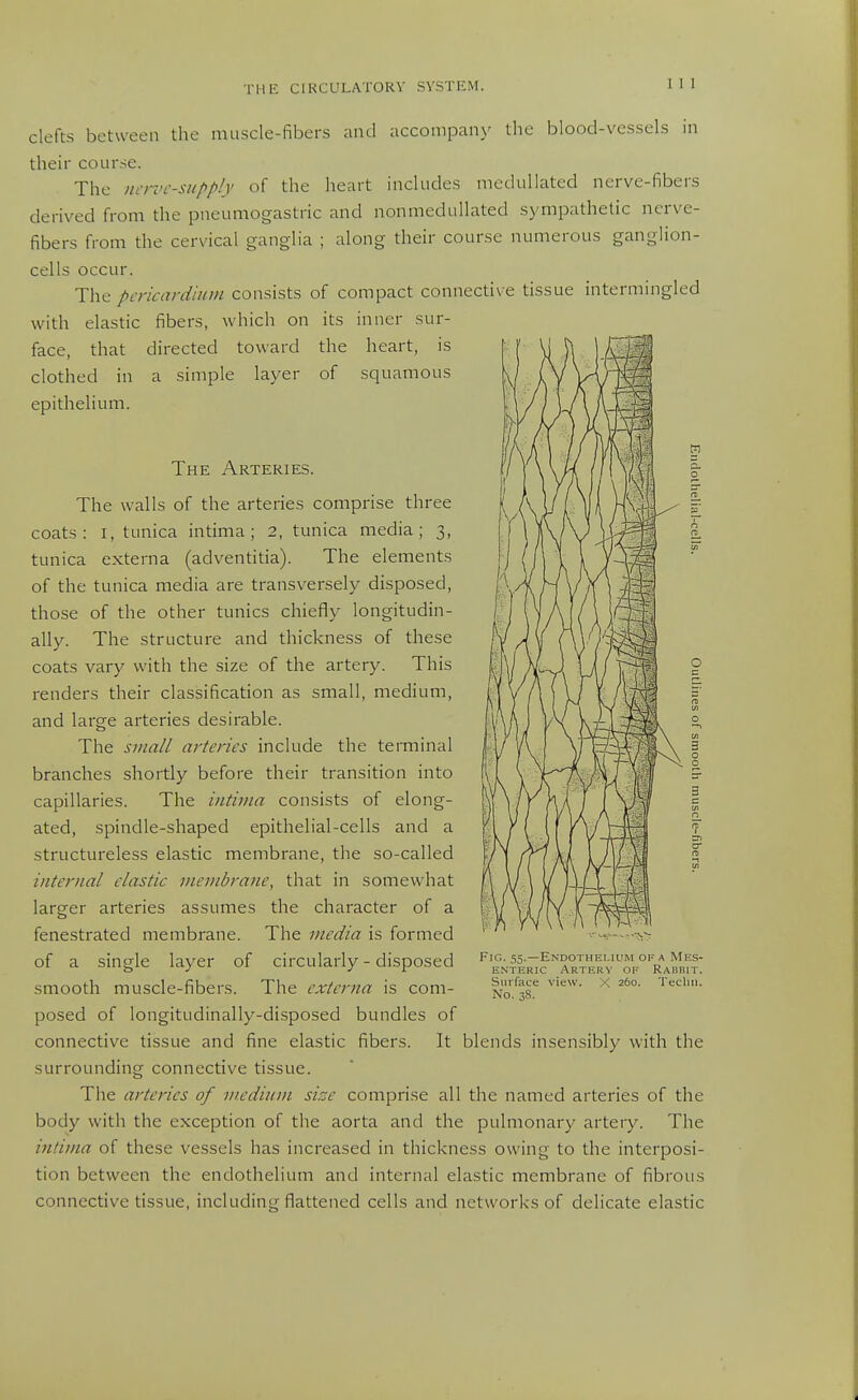 clefts between the muscle-fibers and accompany tlic blood-vessels in their course. The ncrvc-siipp!]' of the heart includes mcdullated nerve-fibers derived from the pneumogastric and nonmedullated sympathetic nerve- fibers from the cervical ganglia ; along their course numerous ganglion- cells occur. The pcricardinin consists of compact connective tissue intermingled with elastic fibers, which on its inner sur- face, that directed toward the heart, is clothed in a simple layer of squamous epithelium. The Arteries. The walls of the arteries comprise three coats: I, tunica intima ; 2, tunica media; 3, tunica externa (adventitia). The elements of the tunica media are transversely disposed, those of the other tunics chiefly longitudin- ally. The structure and thickness of these coats vary with the size of the artery. This renders their classification as small, medium, and large arteries desirable. The small arteries include the terminal branches shortly before their transition into capillaries. The iiitima consists of elong- ated, spindle-shaped epithelial-cells and a structureless elastic membrane, the so-called internal elastic membrane, that in somewhat larger arteries assumes the character of a fenestrated membrane. The media is formed of a single layer of circularly - disposed smooth muscle-fibers. The externa is com- posed of longitudinally-disposed bundles of connective tissue and fine elastic fibers. It blends insensibly with the surrounding connective tissue. The arteries of medium size comprise all the named arteries of the body with the exception of the aorta and the pulmonary artery. The intima of these vessels has increased in thickness owing to the interposi- tion between the endothelium and internal elastic membrane of fibrous connective tissue, including flattened cells and networks of delicate elastic Fig. 55.—Endothelium of a Mes- enteric Artery of Rabbit. Surface view. X 260. Tecliii. No. 38.