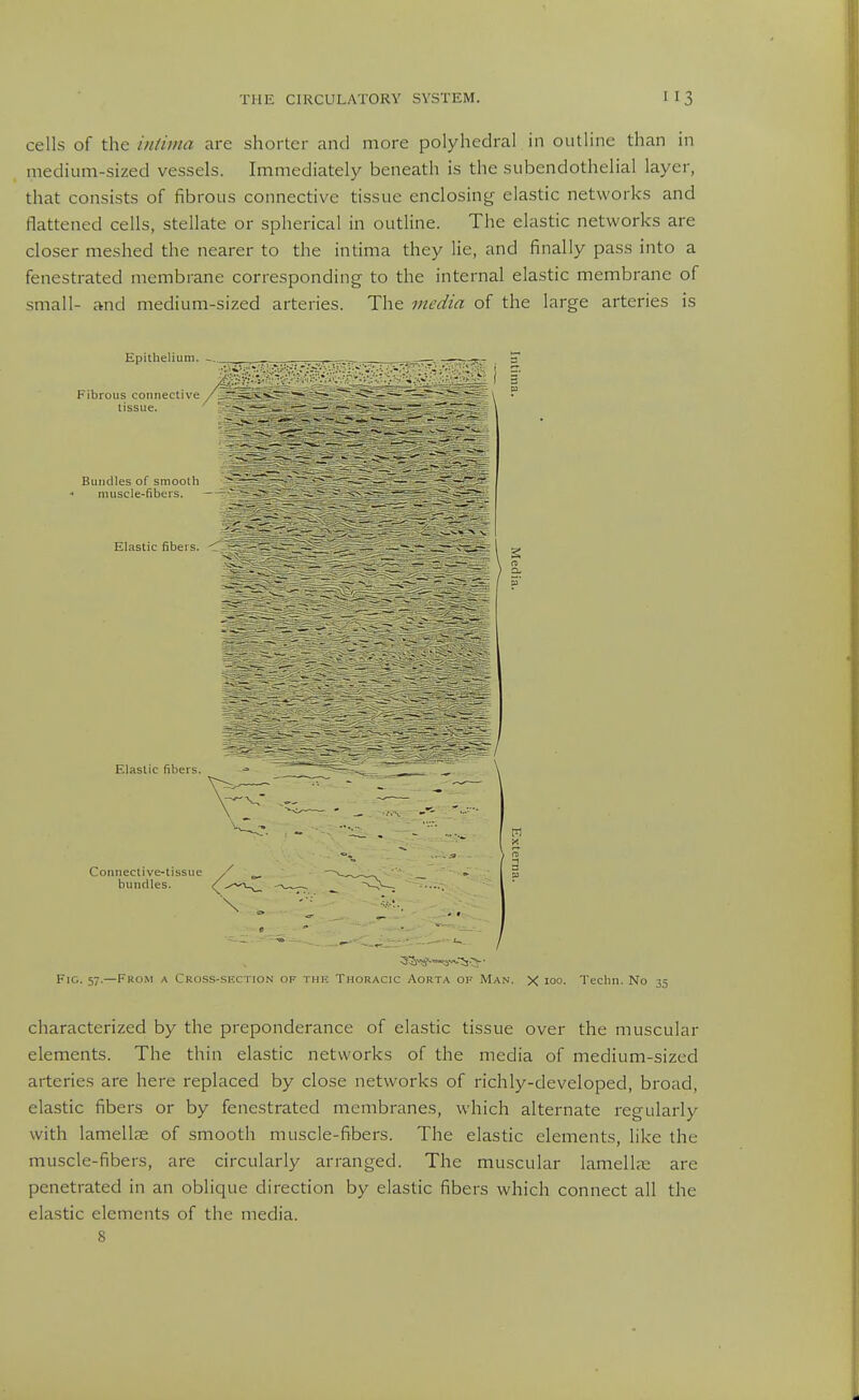 cells of the intima are shorter and more polyhedral in outline than in medium-sized vessels. Immediately beneath is the subendothelial layer, that consists of fibrous connective tissue enclosing elastic networks and flattened cells, stellate or spherical in outline. The elastic networks are closer meshed the nearer to the intima they lie, and finally pass into a fenestrated membrane corresponding to the internal elastic membrane of small- and medium-sized arteries. The media of the large arteries is characterized by the preponderance of elastic tissue over the muscular elements. The thin elastic networks of the media of medium-sized arteries are here replaced by close networks of richly-developed, broad, elastic fibers or by fenestrated membranes, which alternate regularly with lamellje of smooth muscle-fibers. The elastic elements, like the muscle-fibers, are circularly arranged. The muscular lamelL-e are penetrated in an oblique direction by elastic fibers which connect all the elastic elements of the media. 8