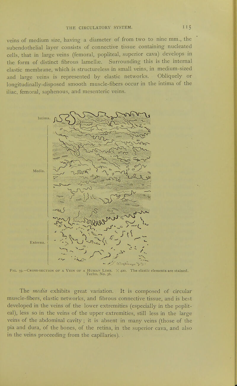 veins of medium size, having a diameter of from two to nine mm., the subendothelial layer consists of connective tissue containing nucleated cells, that in large veins (femoral, popliteal, superior cava) develops in the form of distinct fibrous lamella;. Surrounding this is the internal elastic membrane, which is structureless in small veins, in medium-sized and large veins is represented by elastic networks. Obliquely or longitudinally-disposed smooth muscle-fibers occur in the intima of the iliac, femoral, saphenous, and mesenteric veins. Fig. 59.—Cross-section of a Vein of a Human Limb. X 420. The elastic elements are .stained. Techn. No. 36. The media exhibits great variation. It is composed of circular muscle-fibers, elastic networks, and fibrous connective tissue, and is best developed in the veins of the lower extremities (especially in the poplit- eal), less so in the veins of the upper extremities, still less in the large veins of the abdominal cavity ; it is absent in many veins (those of the pia and dura, of the bones, of the retina, in the superior cava, and also in the veins proceeding from the capillaries). .