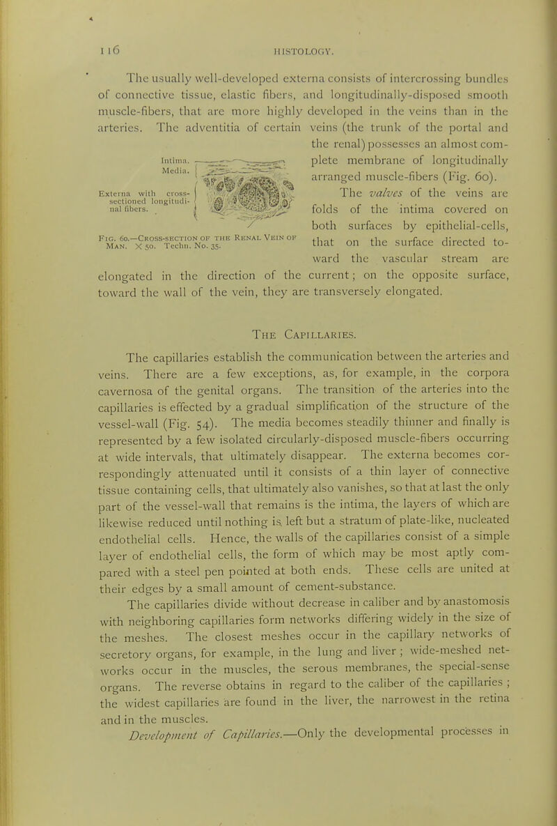 I 16 HISTOLOGY. Intimn. Media. The usually well-developecl externa consist.s of intercros.sing bundles of connective tissue, elastic fibers, and longitudinally-disposed smooth muscle-fibers, that arc more highly developed in the veins than in the arteries. The adventitia of certain veins (the trunk of the portal and the renal) possesses an almo.st com- plete membrane of longitudinally arranged muscle-fibers (Fig. 60). The valves of the veins are folds of the intima covered on both surfaces by epithelial-cells, that on the surface directed to- ward the vascular stream are elongated in the direction of the current; on the opposite surface, toward the wall of the vein, they are transversely elongated. Externa wUli cross- — -- — , - . sectioned longitiidi- { ■'i^'W'i'<^i!ri-:\,'iliJ^{' nal fibers. . j ^t^iS^^m -'/'^ Fig. 60.—Cross-section of the Renal Vein of Man. X 50. Techii. No. 35. The Capillaries. The capillaries establish the communication between the arteries and veins. There are a few exceptions, as, for example, in the corpora cavernosa of the genital organs. The transition of the arteries into the capillaries is effected by a gradual simplification of the structure of the vessel-wall (Fig. 54). The media becomes steadily thinner and finally is represented by a few isolated circularly-disposed muscle-fibers occurring at wide intervals, that ultimately disappear. The externa becomes cor- respondingly attenuated until it consists of a thin layer of connective tissue containing cells, that ultimately also vanishes, so that at last the only part of the vessel-wall that remains is the intima, the layers of which are likewise reduced until nothing i.s. left but a stratum of plate-like, nucleated endothelial cells. Hence, the walls of the capillaries consist of a simple layer of endothelial cells, the form of which may be most aptly com- pared with a steel pen pointed at both ends. These cells are united at their edges by a small amount of cement-substance. The capillaries divide without decrease in caliber and by anastomosis with neighboring capillaries form networks differing widely in the size of the meshes. The closest meshes occur in the capillary networks of secretory organs, for example, in the lung and liver ; wide-meshed net- works occur in the muscles, the serous membranes, the special-sense organs. The reverse obtains in regard to the caliber of the capillaries ; the widest capillaries are found in the liver, the narrowest in the retina and in the muscles. Development of Capillaries.—On\y the developmental processes in