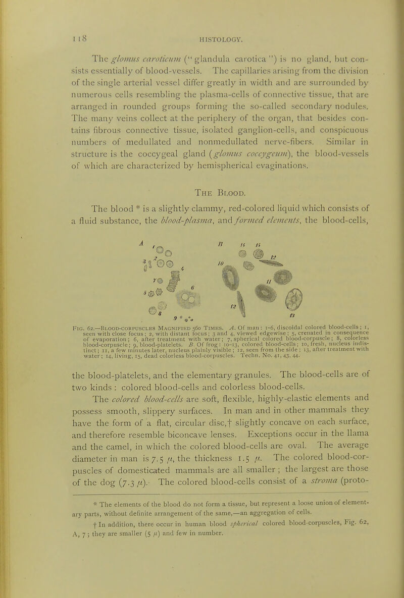 The ^/of/i/L'! ciiro/u-/i//i ghmduld cai olica ) is no S4land, but con- sists essentially of blood-vessels. The capillaries arising from the division of the single arterial vessel differ greatly in width and are surrounded by numerous cells resembling the plasma-cells of connective tissue, that are arranged in rounded groups forming the so-called secondary nodules. The many veins collect at the periphery of the organ, that besides con- tains fibrous connective tissue, isolated ganglion-cells, and conspicuous numbers of medullated and nonmedullated nerve-fibers. Similar in structure is the coccygeal gland {^glovms coccygaiiii), the blood-vessels of which are characterized by hemispherical evaginations. The Blood. The blood * is a slightly clammy, red-colored liquid which consists of a fluid substance, the />/ood-plasina, a.nc\ formed c/aiicnfs, the blood-cells, Fig. 62.—Blood-corpuscles Magnifihd 560 TiMiiS. ^4. Of man: 1-6, discoidal colored blood-cells; i, seen with close focus; 2, with distant locus; 3 and 4, viewed edgewise; 5, crenated in consequence of evaporation; 6, after treatment with water; 7, spherical colored blood-corpuscle; 8, colorless blood-corpuscle; 9, blood-platelets. B.O( frog: 10-13, colored blood-cells; 10, fresh, nucleus indis- tinct ; II, a few minutes later, nucleus plainly visible ; 12, seen from the side ; 13, after treatment with water ; 14, living, 15, dead colorless blood-corpuscles. Techii. No. 41, 43, 44. the blood-platelets, and the elementary granules. The blood-cells are of two kinds : colored blood-cells and colorless blood-cells. The colored blood-cells are soft, flexible, highly-elastic elements and possess smooth, slippery surfaces. In man and in other mammals they have the form of a flat, circular disc,t slightly concave on each surface, and therefore resemble biconcave lenses. Exceptions occur in the llama and the camel, in which the colored blood-cells are oval. The average diameter in man is 7.5 //, the thickness 1.5 The colored blood-cor- puscles of domesticated mammals are all smaller ; the largest are those of the dog (7.3 //). The colored blood-cells consist of a stroma (proto- * The elements of the blood do not form a tissue, but represent a loose union of element- ary parts, without definite arrangement of the same,—an aggregation of cells. fin addition, there occur in human blood spherknl colored blood-corpuscles, Fig. 62,