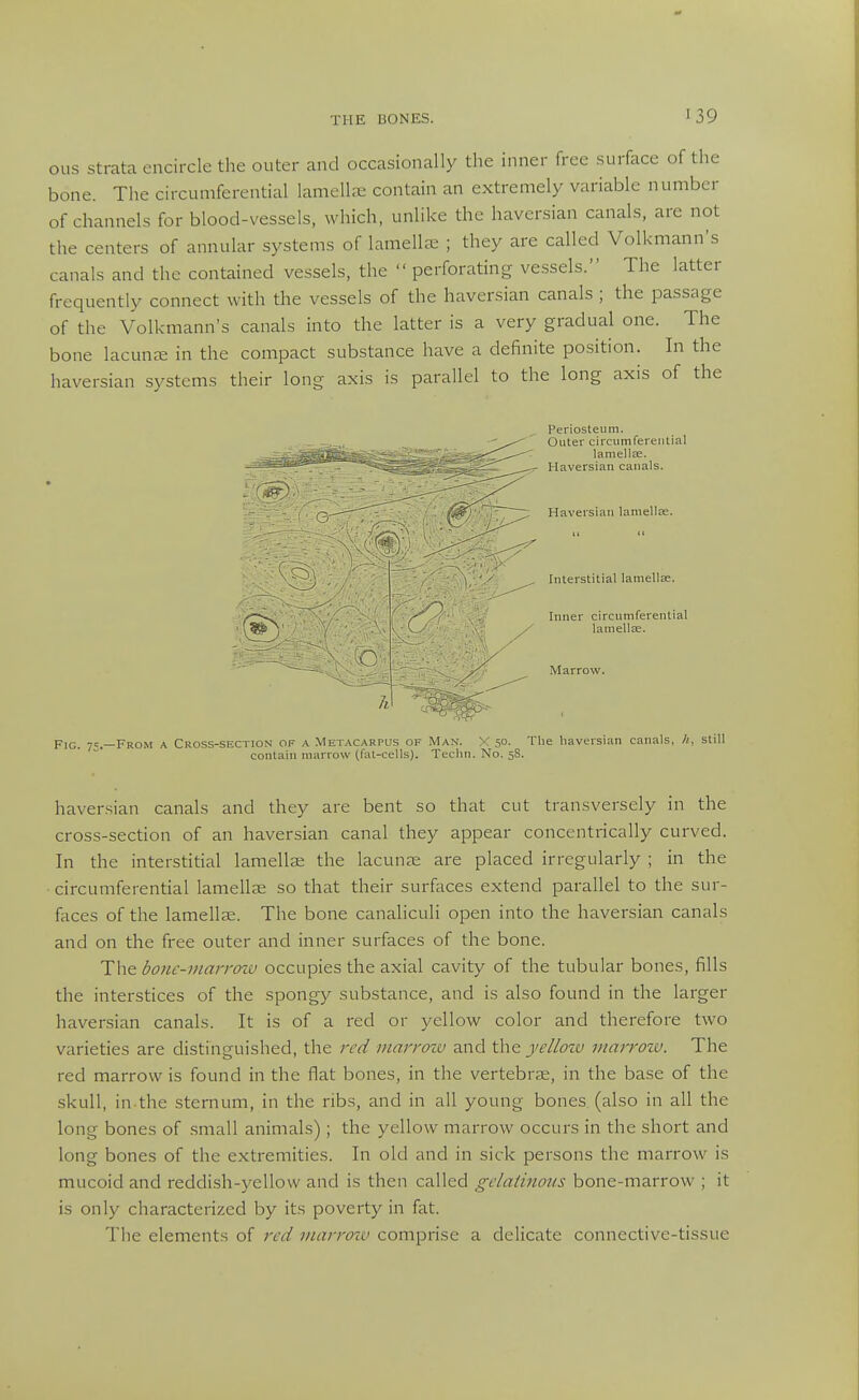 •39 ous Strata encircle the outer and occasionally the inner free surface of the bone. The circumferential lamelLne contain an extremely variable number of channels for blood-vessels, which, unlike the haversian canals, are not the centers of annular systems of lamella: ; they are called Volkmann's canals and the contained vessels, the  perforating vessels. The latter frequently connect with the vessels of the haversian canals ; the passage of the Volkmann's canals into the latter is a very gradual one. The bone lacunfe in the compact substance have a definite position. In the haversian systems their long axis is parallel to the long axis of the Periosteum. Outer circumfererilial lamellae. Haversian canals. Haversian laniellfe. Interstitial lamellae. Inner circumferential lamellae. Marrow. Fig. 7=.—From a Cross-section of a .Metacarpus of Man. X 5°- 'I'l'e haversian canals, h, still contain marrow (fat-cells). Techn. No. 58. haversian canals and they are bent so that cut transversely in the cross-section of an haversian canal they appear concentrically curved. In the interstitial lamellae the lacunas are placed irregularly ; in the circumferential lamellae so that their surfaces extend parallel to the sur- faces of the lamellae. The bone canaliculi open into the haversian canals and on the free outer and inner surfaces of the bone. The bonc-marrcnv occupies the axial cavity of the tubular bones, fills the interstices of the spongy substance, and is also found in the larger haversian canals. It is of a I'ed or yellow color and therefore two varieties are distinguished, the red marroiv and yellozv marrow. The red marrow is found in the flat bones, in the vertebra:, in the base of the skull, in the sternum, in the ribs, and in all young bones (also in all the long bones of small animals) ; the yellow marrow occurs in the short and long bones of the extremities. In old and in sick persons the marrow is mucoid and reddish-yellow and is then called gelatinous bone-marrow ; it is only characterized by its poverty in fat. The elements of red marroiv comprise a delicate connective-tissue