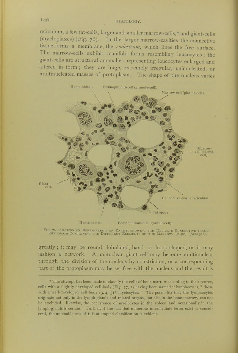 reticulum, a few fiit-cells, larger and smaller marrow-cells,* and giant-cells (myeloplaxes) (Fig. 76). In the larger marrow-cavities the connective tissue forms a membrane, the endostcitm, which lines the free surface. The marrow-cells exhibit manifold forms resembling leucocytes ; the giant-cells are structural anomalies representing leucocytes enlarged and altered in form ; they are huge, extremely irregular, uninucleated, or multinucleated masses of protoplasm. The shajoe of the nucleus varies Gianl- cell Hematohlasl. Eosiiiopliilous-cell (graimle-cell). Marrow-cell (plasma-cell). \ ^ Marrow- 9 SE?'-. celUplasma- cell). Coiliieclive-lissue reticulum. Hematoblast. Fat space. Eosinophilous-cell (granule-cell). Fig. 76.—Section op Bonk-m.-^rrow of Rabbit, showing the Delicate 'Connective-tissue Reticulum Containing the Different Elements of the Marrow. X 400. (Scliaper). greatly ; it may be round, lobulated, band- or hoop-shaped, or it may fashion a network. A uninuclear giant-cell may become multinuclear through the division of the nucleus by con.striction, or a corresponding part of the protoplasm may be set free with the nucleus and the result is * The attempt has been made to classify the cells of bone-marrow according to their source, cells with a slightly-developed cell-body (Fig. 77, l) having been named lymphocytes, those with a well-developed cell-body (3, 4, 5)  myelocytes. The possibility that the lymphocytes originate not only in the lymph-glands and related organs, but also in the bone-marrow, can not be excluded ; likewise, the occurrence of myelocytes in the spleen and occasionally in the lymph-glands is certain. Further, if the fact tliat numerous intermediate forms exist is consid- ered, the untenableness of this attempted classification is evident.