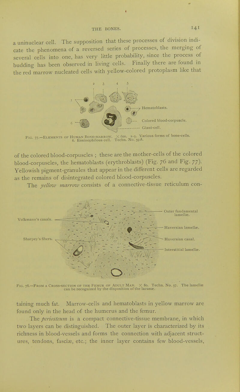 4 THE BONES. 14^ a uninuclear cell. The supposition that these processes of division indi- cate the phenomena of a reversed series of processes, the merging of several cells into one, has very little probability, since the process of budding has been observed in living cells. Finally there are found in the red marrow nucleated cells with yellow-colored protoplasm like that rWh iOkM ' Colored blood-corpuscle. Giant-cell. Fig 77 —Elements of Hu.man Bone-.marrow. X 6oo. 1-5. Various forms of bone-cells. 6. Eosiuophilous cell. Teclui. No. 59 A. of the colored blood-corpuscles ; these are the mother-cells of the colored blood-corpuscles, the hematoblasts (erythroblasts) (Fig. 76 and Fig. 77). Yellowish pigment-granules that appear in the different cells are regarded as the remains of disintegrated colored blood-corpuscles. The jeZ/oiv viarroiu consists of a connective-tissue reticulum con- FiG. 78.—From a Cross-section of the Femur of Adult Man. X 80. Teclin. No. 57. The lamella; can be recognized by the disposition of the lacunae. taining much fat. Marrow-cells and hematoblasts in yellow marrow are found only in the head of the humerus and the femur. The periosteum is a compact connective-tissue membrane, in which two layers can be distinguished. The outer layer is characterized by its richness in blood-vessels and forms the connection with adjacent struct- ures, tendons, fasciae, etc.; the inner layer contains few blood-vessels.