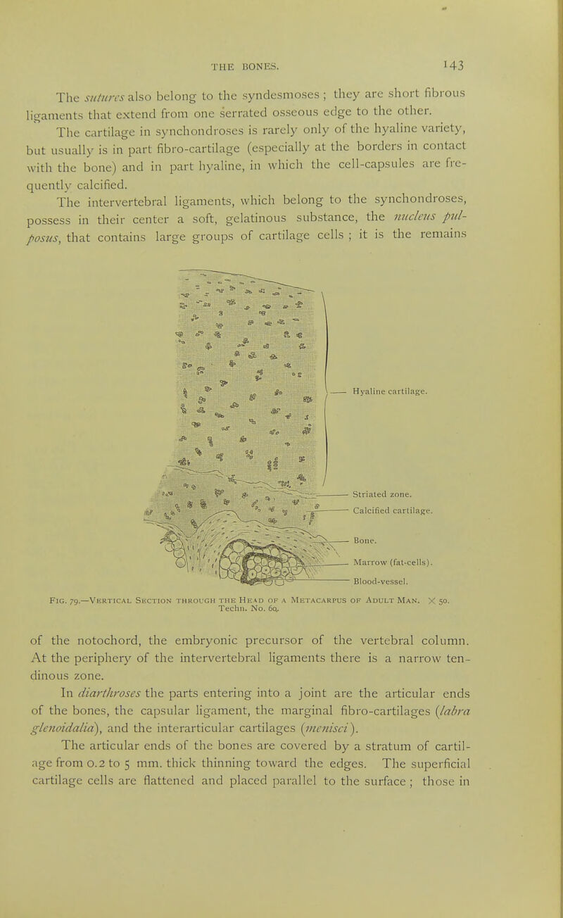 The siitiiirs also belong to the syndesmoses ; they arc short fibrous ligaments that extend from one serrated osseous edge to the other. The cartilage in synchondroses is rarely only of the hyaline variety, but usually is in part fibro-cartilage (especially at the borders in contact with the bone) and in part hyaline, in which the cell-capsules are fre- quently calcified. The intervertebral ligaments, which belong to the synchondroses, possess in their center a soft, gelatinous substance, the mideiis pul- posiis, that contains large groups of cartilage cells ; it is the remains •9- 3 ■9. ?- Hj'aliiie cartilage. Striated zone. Calcified cartilage. Bone. Marrow (fat-cells). Blood-vessel. Fig. 79.—Vertical Section through the Head of a Metacarpus of Adult Man. X 50. Techn. No. 6ct. of the notochord, the embryonic precursor of the vertebral column. At the periphery of the intervertebral ligaments there is a narrow ten- dinous zone. In diarthroses the parts entering into a joint are the articular ends of the bones, the capsular ligament, the marginal fibro-cartilages {labra glenoidalid), and the interarticular cartilages {incnisci). The articular ends of the bones are covered by a stratum of cartil- age from 0.2 to 5 mm. thick thinning toward the edges. The superficial cartilage cells are flattened and placed parallel to the surface ; those in