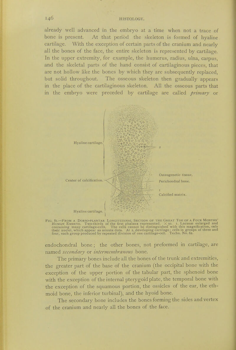 already well advanced in the embryo at a time when not a trace of bone is present. At that period the .skeleton is formed of hyaline cartilage. With the exception of certain parts of the cranium and nearly all the bones of the face, the entire skeleton is represented by cartilage. In the upper extremity, for example, the humerus, radius, ulna, carpus, and the skeletal parts of the hand consist of cartilaginous pieces, that are not hollow like the bones by which they are subsequently replaced, but solid throughout. The osseous skeleton then gradually appears in the place of the cartilaginous skeleton. All the osseous parts that in the embryo were preceded by cartilage are called primary or Hyaline cartilage.' . ■;;-'V:-.-:='V:...^.:'Hi-j Center of calcification. - Osteogenetic tissue. Perichondral bone. I Calcified inalri.x. Hyaline cartilage. Fig. 81.—From a Dorso-plantar Longitudinal section of the Gre.at Toe of a Four Months' Human Embryo. Two-tliirds of the first phalanx represented. X 50. i. Lacunae enlarged and containing many cartilage-cells. The cells cannot be distinguished with this magnification, only their nuclei, which appear as minute dots. At 2, developing cartilage; cells in groups of three and four, each group produced by repeated division of one cartilage-cell. Techn. No. 62. endochondral bone ; the other bones, not preformed in cartilage, are named secondary or intermeinbranoiis bone. The primary bones include all the bones of the trunk and extremities, the greater part of the base of the cranium (the occipital bone with the exception of the upper portion of the tabular part, the sphenoid bone with the exception of the internal pterygoid plate, the temporal bone with the exception of the squamous portion, the ossicles of the ear, the eth- moid bone, the inferior turbinal), and the hyoid bone. The secondary bone includes the bones forming the sides and vertex of the cranium and nearly all the bones of the face.