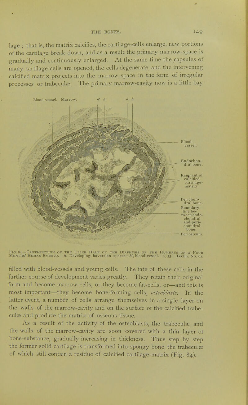 lage ; that is, the matrix calcifies, the cartilage-cells enlarge, new i^ortions of the cartilage break down, and as a result the primary marrow-space is gradually and continuously enlarged. At the same time the capsules of many cartilage-cells are opened, the cells degenerate, and the intervening calcified matrix projects into the marrow-space in the form of irregular processes or trabecular. The primary marrow-cavity now is a httle bay Blood-vessel. Marrow. A h Blood- vessel. Endoclioii- dral bone. ReiTinant of calcified cartilage- matrix. Perichon- dral bone. Boundary line be- tween endo- chondral and peri- chondral bone. Periosteum. Fig. 84.—Cross-section of the Upper Half of the Diaphysis of the Humerus of a Four Months' Human Embryo, h. Developing haversian spaces ; A', blood-vessel. X 3,'). Teclin. No. 62. filled with blood-vessels and young cells. The fate of these cells in the further course of development varies greatly. They retain their original form and become marrow-cells, or they become fat-cells, or—and this is most important—they become bone-forming cells, osteoblasts. In the latter event, a number of cells arrange themselves in a single layer on the walls of the marrow-cavity and on the surface of the calcified trabe- culae and produce the matrix of osseous tissue. As a result of the activity of the osteoblasts, the trabecule and the walls of the marrow-cavity are soon covered with a thin layer ol bone-substance, gradually increasing in thickness. Thus step by step the former solid cartilage is transformed into .spongy bone, the trabeculae of which still contain a residue of calcified cartilage-matrix (Fig. 84).