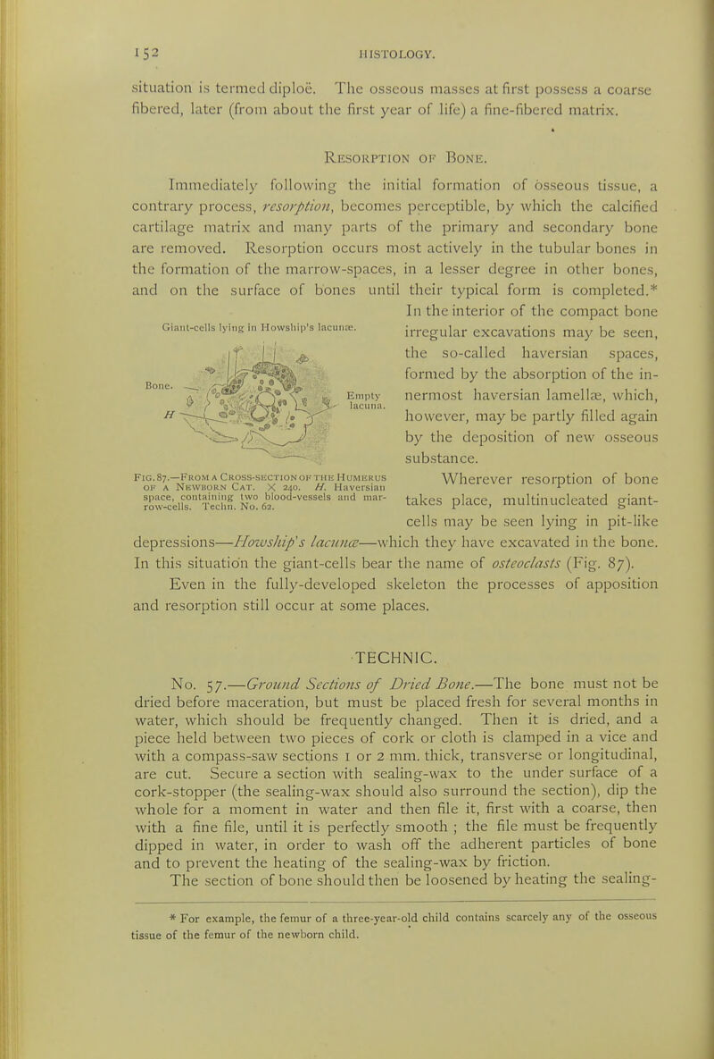 situation is termed diploe. The osseous masses at first possess a coarse fibered, later (from about the first year of hfe) a fine-fibercd matrix. * Resorption of Bone. Immediately following the initial formation of 6.sseous tissue, a contrary process, resorption, becomes perceptible, by which the calcified cartilage matrix and many parts of the primary and secondary bone are removed. Resorption occurs most actively in the tubular bones in the formation of the marrow-spaces, in a lesser degree in other bones, and on the surface of bones until their typical form is completed.* In the interior of the compact bone irregular excavations may be seen, the so-called haversian spaces, formed by the absorption of the in- nermost haversian lamellae, which, however, may be partly filled again by the deposition of new osseous substance. Wherever resorption of bone takes place, multinucleated giant- cells may be seen lying in pit-like depressions—Howship's lacunce—which they have excavated in the bone. In this situation the giant-cells bear the name of osteoclasts (Fig. 87). Even in the fully-developed skeleton the processes of apposition and resorption still occur at some places. •TECHNIC. No. 57.—Ground Sections of Dried Bone.—The bone must not be dried before maceration, but must be placed fresh for several months in water, which should be frequently changed. Then it is dried, and a piece held between two pieces of cork or cloth is clamped in a vice and with a compass-saw sections i or 2 mm. thick, transverse or longitudinal, are cut. Secure a section with sealing-wax to the under surface of a cork-stopper (the sealing-wax should also surround the section), dip the whole for a moment in water and then file it, first with a coarse, then with a fine file, until it is perfectly smooth ; the file must be frequently dipped in water, in order to wash off the adherent particles of bone and to prevent the heating of the sealing-wax by friction. The section of bone should then be loosened by heating the sealing- Gianl-cells lying in Howsliip's lacunce. F1G.87.—From A Cross-skctionofthe Humerus OF A Newborn Cat. X 240. H. Haversian space, containing two blood-vessels and mar- row-cells. Teclm. No. 62. * For example, the femur of a three-year-old child contains scarcely any of the osseous tissue of the femur of the newborn child.