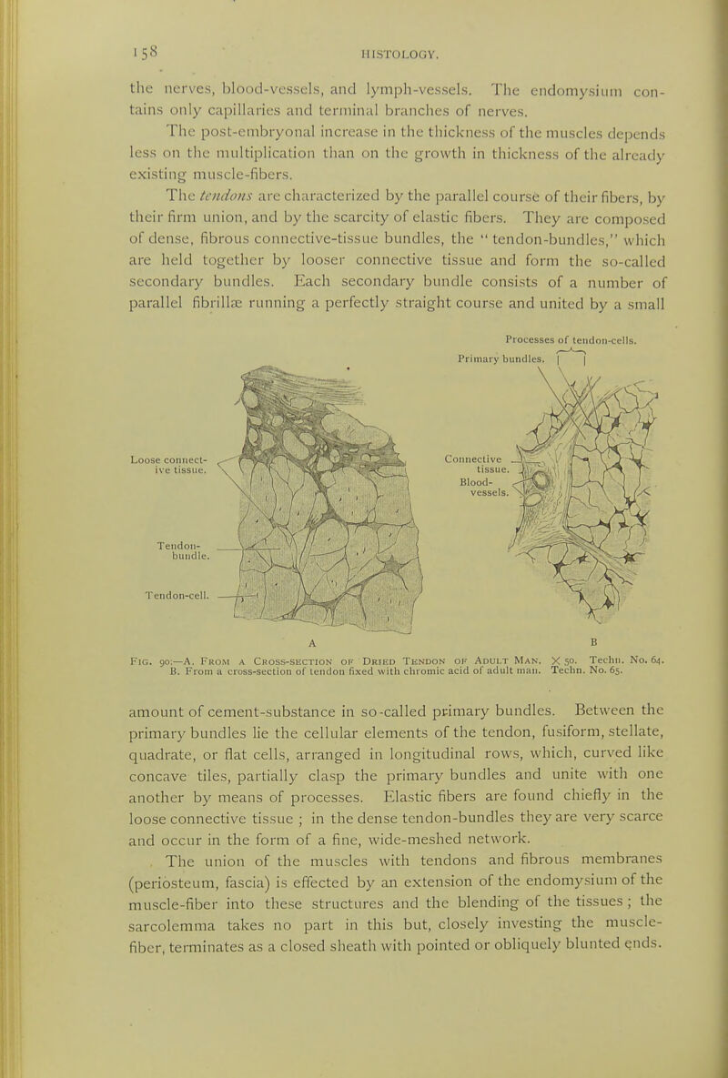 tlie nerves, blood-vessels, and lymph-vessels. The endomysiuni con- tains only capillaries and terminal branches of nerves. The post-embryonal increase in the thickness of the muscles depends less on the multiplication than on the growth in thickness of the already existing muscle-fibers. The tendons arc characterized by the parallel course of their fibers, by their firm union, and by the scarcity of elastic fibers. They are compo.sed of dense, fibrous connective-tissue bundles, the tendon-bundles, which are held together by looser connective tissue and form the so-called secondary bundles. Each secondary bundle consists of a number of parallel fibrillce running a perfectly straight course and united by a small Processes of tendon-cells. Primary bundles. | | A B Fig. go;—a. From a Cross-section of Dried Tendon of Adult Man. X 5°- Techii. No. 64. B. From a cross-seclion of tendon fixed with chromic acid of adult man. Techn. No. 65. amount of cement-substance in so-called primary bundles. Between the primary bundles lie the cellular elements of the tendon, fusiform, stellate, quadrate, or flat cells, arranged in longitudinal rows, which, curved like concave tiles, partially clasp the primary bundles and unite with one another by means of processes. Elastic fibers are found chiefly in the loose connective tissue ; in the dense tendon-bundles they are very scarce and occur in the form of a fine, wide-meshed network. The union of the muscles with tendons and fibrous membranes (periosteum, fascia) is effected by an extension of the endomysium of the muscle-fiber into these structures and the blending of the tissues ; the sarcolemma takes no part in this but, closely investing the muscle- fiber, terminates as a closed sheath with pointed or obliquely blunted Qnds.