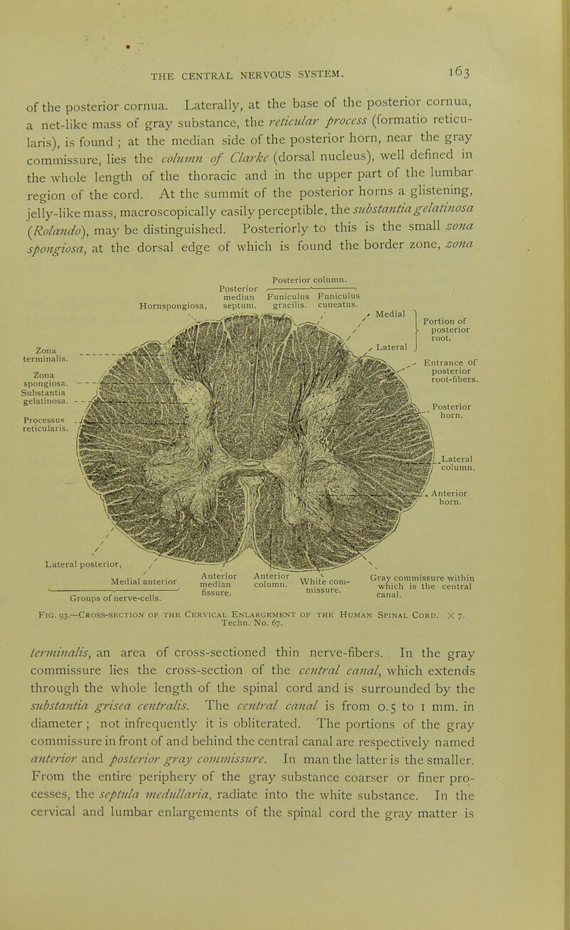 of the posterior cornua. Laterally, at the base of the posterior cornua, a net-like mass of gray substance, the reticular process (formatio reticu- laris), is found ; at the median side of the posterior horn, near the gray commissure, lies the cohmin of Clarke (dorsal nucleus), well defined in the whole length of the thoracic and in the upper part of the lumbar region of the cord. At the summit of the posterior horns a glistening, jelly-like mass, macroscopically easily perceptible, the substantiagelatiiiosa {Rolando), may be distinguished. Posteriorly to this is the small zo7ia spongiosa, at the dorsal edge of which is found the border zone, zona Zona terrainalis. Zona spongiosa. Substantia gelatinosa. Processus reticularis. Posterior column. Posterior , ' —^ median Funiculus Funiculus septum. gracilis, cuneatus. / Medial | Portion of posterior Entrance of posterior root-fibers. ■ i/. Anterior * horn. Lateral posterior, / Medial anterior Groups of nerve-cells. Anterior column. White corn- Gray commissure within which is the central canal. Fig. 93,—Cross-section of the Cervical Enlargement of the Human Spinal Cord. X 7. Techn. No. 67. terininalis, an area of cross-sectioned thin nerve-fibers. In the gray commissure lies the cross-section of the central canal, which extends through the whole length of the spinal cord and is surrounded by the substantia grisea centralis. The central canal is from 0.5 to i mm. in diameter ; not infrequently it is obliterated. The portions of the gray commissure in front of and behind the central canal are respectively named anterior diwd posterior gray commissure. In man the latter is the smaller. From the entire periphery of the gray substance coarser or finer pro- cesses, the septula tnedullaria, radiate into the white substance. In the cervical and lumbar enlargements of the spinal cord the gray matter is