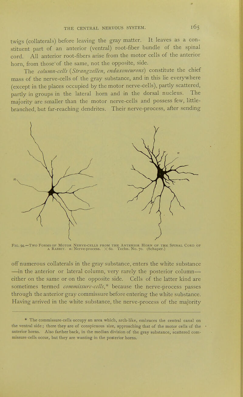 twigs (collaterals) before leaving the gray matter. It leaves as a con- stituent part of an anterior (ventral) root-fiber bundle of the spinal cord. All anterior root-fibers arise from the motor cells of the anterior horn, from those of the same, not the opposite, side. The column-cells {Strangzellen, endaxofieurons) constitute the chief mass of the nerve-cells of the gray substance, and in this lie everywhere (except in the places occupied by the motor nerve-cells), partly scattered, partly in groups in the lateral horn and in the dorsal nucleus. The majority are smaller than the motor nerve-cells and possess few, little- branched, but far-reaching dendrites. Their nerve-process, after sending Fig. 94.—Two Forms OF Motor Nerve-cells from the Anterior Horn of the Spinal Cord of A Rabbit, n. Nerve-process. X 60. Techn. No. 70. (Schaper.) off numerous collaterals in the gray substance, enters the white substance —in the anterior or lateral column, very rarely the posterior column— either on the same or on the opposite side. Cells of the latter kind are sometimes termed coinniissurc-cells,*^ because the nerve-process passes through the anterior gray commissure before entering the white substance. Having arrived in the white substance, the nerve-process of the maj'ority * The coramissure-cells occupy an area which, arch-like, embraces the central canal on the ventral side; there they are of conspicuous size, approaching that of the motor cells of the anterior horns. Also farther back, in the median division of the gray substance, scattered com- missure-cells occur, but they are wanting in the posterior horns.