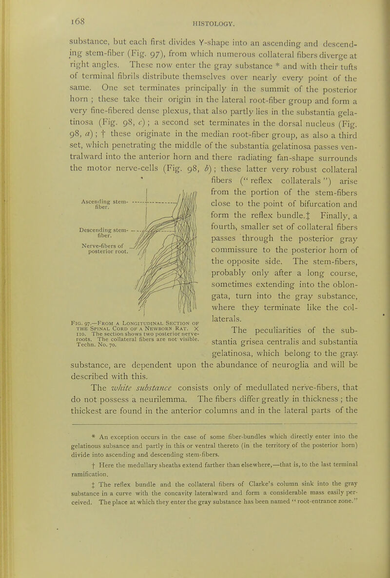 substance, but each first divides Y-shape into an ascending and descend- ing stem-fiber (Fig. 97), from which numerous collateral fibers diverge at right angles. These now enter the gray substance * and with their tufts of terminal fibrils distribute themselves over nearly every point of the same. One set terminates principally in the summit of the posterior horn ; these take their origin in the lateral root-fiber group and form a very fine-fibered dense plexus, that also partly lies in the substantia gela- tinosa (Fig. 98, <;•) ; a second set terminates in the donsal nucleus (Fig. 98, a); t these originate in the median root-fiber group, as also a third set, which penetrating the middle of the substantia gelatinosa passes ven- tralward into the anterior horn and there radiating fan-shape surrounds the motor nerve-cells (Fig. 98, <5) ; these latter very robust collateral fibers ( reflex collaterals) arise from the portion of the stem-fibers close to the point of bifurcation and form the reflex bundle.J Finally, a fourth^ smaller set of collateral fibers passes through the posterior gray commissure to the posterior horn of the opposite side. The stem-fibers, probably only after a long course, sometimes extending into the oblon- gata, turn into the gray substance, where they terminate like the col- laterals. The peculiarities of the sub- stantia grisea centralis and substantia gelatinosa, which belong to the gray, substance, are dependent upon the abundance of neuroglia and will be described with this. The zu/iite substance consists only of medullated nerve-fibers, that do not possess a neurilemma. The fibers differ greatly in thickness ; the thickest are found in the anterior columns and in the lateral parts of the Ascending stem- fiber. Descending stem * fiber. Nerve-fibers of ..y// posterior root. Fig. 97.—From a Longitudinal Section of THE Spinal Cord of a Newborn Rat. X no. The section shows two posterior nerve- roots. The collateral fibers are not visible. Techn. No. 70. * An exception occurs in the case of some fiber-bundles which directly enter into the gelatinous subsance and partly in this or ventral thereto (in the territory of the posterior horn) divide into ascending and descending stem-fibers. f Here the medullary sheaths extend farther than elsewhere,—that is, to the last terminal ramification. X The reflex bundle and the collateral fibers of Clarke's column sink into the gr.-iy substance in a curve with the concavity lateralward and form a considerable mass easily per- ceived. The place at which they enter the gray substance has been named  root-entrance zone.