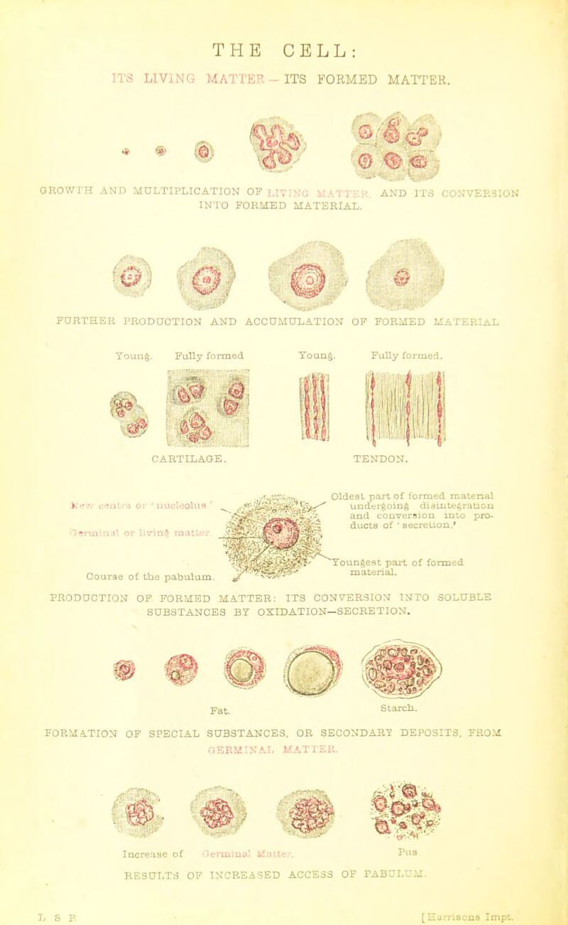 THE CELL: ITS LIVING MATTER - ITS FORMED MATTER. GROWTH AND MULTIPLICATION OP I.:7:\-.j v;,/./| yv INTO FORMED MATERIA!,, .:■ AND 11 .i co;-:VERSION F0RTHEB rRODacXION AND ACC0MULATION OF FORilED UATERlAL Young. Folly formed CARTILAGE. Fully formed. •'/-raiiuj'. or living roatU-:- ■ '■^.^■u. Oldest part of tormed rcatenal .'lifc^ uuderfeoicife diaiiitc^rauoti ■ '^^ and conversion into pro- ^~ ducta of ' secretion.' '^'^ 'y'■-rC^_:--^r^^' Youngest pai-t of fonned ^ r ^. . , ^.y^'-'^'^'i^'.^'^^^ material. Course of tbe pabulum, ^ ■ - i^^^m^i.. ERODQCTION OP FORMED MATTER: ITS CONVERSION INTO SOLUBLE SUBSTANCES BY OXIDATION—SECRETION. FORMATION OF SPECIAL SUBaTANCES, OR SECONDARY DEPOSITS, FROM I'i ERU: N .M. l.;.^T i Si;. Increase of icrui;uu- £i!;ilti.-.-, ■VvV' Pus RESULTS OP INCREASED ACCESS OF PABULC-iI. L S P [Harnsous Impt.