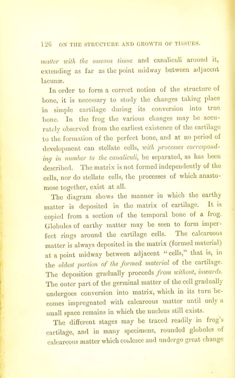 mutler tvilh Urn osseous tissue and canaViculi aroiiml it, exleuding as far as the point midway between adjacent lacunaj. In order to form a correct notion of the structure of bone, it is necessary to stuily the changes lakiug phice in simple cartihige during its conversion into true bone. In tlie frog the various changes may be accu- rately observed from the earliest existence of the cartilage to the formation of the perfect bone, and at no period of development can stellate cells, wilh processes correspond- ing in numher lo Ihe canalicuU, be separated, as has been described. The matrix is not formed independently of the cells, nor do stellate cells, the processes of which anasto- mose together, exist at all. The diagram shows the manner in which the earthy matter is deposited in the matrix of cartilage. It is copied from a section of the temporal bono of a frog. Globules of earthy matter may be seen to form imper- fect rings around the cartilage cells. The calcareous matter is always deposited in the matrix (formed material) at a point midway between adjacent cells, that is, in the oldest portion of the formed material of the cartilage. The deposition gradually proceeds from without, inwards. The outer part of the germinal matter of the cell graduall}- undergoes conversion into matrix, which in its turn be- comes impregnated with calcareous matter until only a small space remains in which the nucleus still exists. The different stages may be traced readily in frog's cartilage, and in many specimens, rounded globules of calcareous matter which coalesce and undergo great change