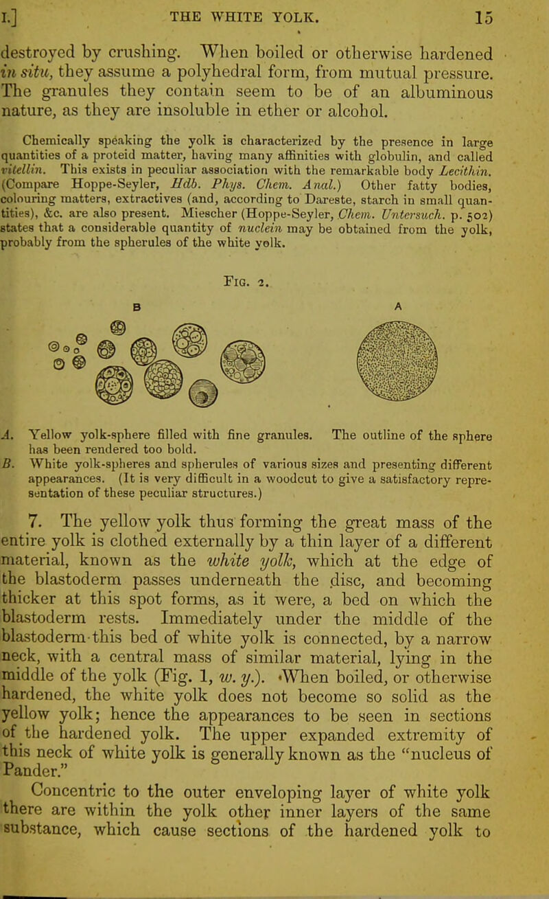 destroyed by crushing. When boiled or otherwise hardened ill dtu, they assume a polyhedral form, from mutual pressure. The granules they contain seem to be of an albuminous nature, as they are insoluble in ether or alcohol. Chemically speaking the yolk is characterized by the presence in large quantities of a proteid matter, having many affinities with globulin, and called vilellin. This exists in peculiar association with the remarkable body Lecithin. (Compare Hoppe-Seyler, Hdb. Phys. Chcm. Anal.) Other fatty bodies, colouring matters, extractives (and, according to Dareste, starch in small quan- tities), &c. are also present. Miescher (Hoppe-Seyler, Chem. Untersuch. p. 502) states that a considerable quantity of nuclein may be obtained from the yolk, probably from the spherules of the white yolk. A, Yellow yolk-sphere filled with fine granules. The outline of the sphere has been rendered too bold. B. White yolk-spheres and spherules of various sizes and presenting different appearances. (It is very difficult in a woodcut to give a satisfactory repre- sentation of these peculiar structures.) 7. The yellow yolk thus forming the great mass of the entire yolk is clothed externally by a thin layer of a different material, known as the white yolk, which at the edge of the blastoderm passes underneath the .disc, and becoming thicker at this spot forms, as it were, a bed on which the bla-stoderm rests. Immediately under the middle of the blastoderm-this bed of white yolk is connected, by a narrow neck, with a central mass of similar material, lying in the middle of the yolk (Fig. 1, w. y.). 'When boiled, or otherwise hardened, the white yolk does not become so solid as the yellow yolk; hence the appearances to be seen in sections of the hardened yolk. The upper expanded extremity of this neck of white yolk is generally known as the nucleus of Pander. Concentric to the outer enveloping layer of white yolk there are within the yolk other inner layers of the same substance, which cause sections of the hardened yolk to