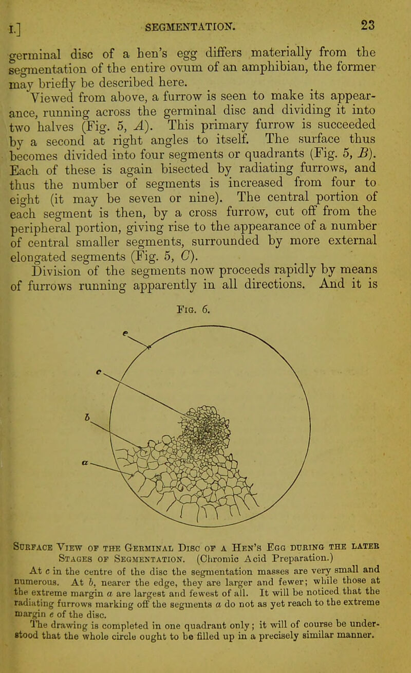 germinal disc of a hen's egg differs materially from the segmentation of the entire ovnm of an amphibian, the former may briefly be described here. Viewed from above, a furrow is seen to make its appear- ance, running across the germinal disc and dividing it into two halves (Fig. 5, A). This primary furrow is succeeded by a second at right angles to itself. The surface thus becomes divided into four segments or quadrants (Fig. 5, £). Each of these is again bisected by radiating furrows, and thus the number of segments is increased from four to eight (it may be seven or nine). The central portion of each segment is then, by a cross furrow, cut off from the peripheral portion, giving rise to the appearance of a number of central smaller segments, surrounded by more external elongated segments (Fig. 5, C). Division of the segments now proceeds rapidly by means of furrows running apparently in all directions. Aiid it is Pig. 6. Surface View of the Germinal Disc of a Hen's Egg during the later Stages op Segmentation. (Clironiic Acid Preparation.) At c in the centre of the disc the segmentation masses are very small and numerous. At 6, nearer the edge, they are larger and fewer; while those at the extreme margin a are largest and fewest of all. It will be noticed that the radiating furrows marking off the segments a do not as yet reach to the extreme margin e of the disc. The drawing is completed in one quadrant only; it will of course be under- stood that the whole circle ought to be filled up in a precisely similar manner.