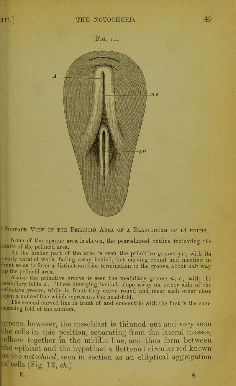 Fig. II. f Surface View of the Pellucid Area of a Blastodekm of i8 hours. None of tlie opaque area is shewn, the pear-shaped outline indicating the Jmits of the pellucid area. At the hinder part of the area is seen the primitive groove p?'., with its nearly parallel walls, fading away behind, but curving round and meeting in Tont so as to form s, distinct anterior termination to the groove, about half way j-ip the pellucid area. • Above the primitive groove is seen the medullary groove m. c, with the medullnry folds A. Tliese diverging behind, slope away on either side of the :irimitive groove, while in front they curve round and meet each other close ;ipon a curved lino which represents the head-fold. The second curved line in front of and concentric with the first is the com- imencing fold of the amnion. ^oove, however, the mesoblast is thinned out and very soon the cells in this position, separating from the lateral masses, tdhere together in the middle line, and thus form between the epiblast and the hypoblast a flattened circular rod known ■is the notochord, seen in section as aa elliptical aggregation :Df cells (Fig. 12, ch.) E. 4