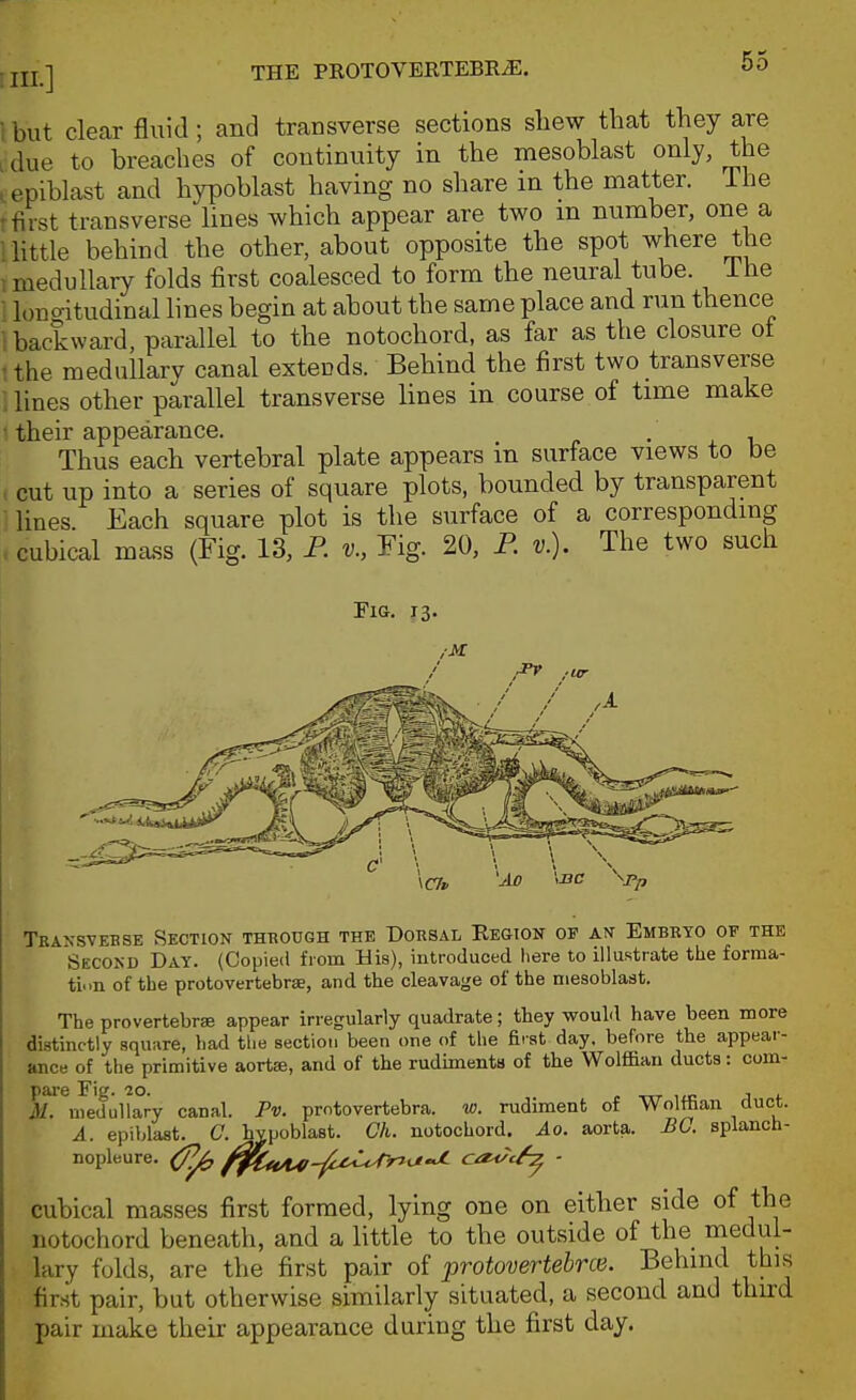 THE PROTOVERTEBR^. nil.] 1 but clear fluid; and transverse sections sliew that they are , due to breaches of continuity in the mesoblast only, the ^epiblast and hypoblast having no share m the matter, ihe T first transverse lines which appear are two m number, one a I little behind the other, about opposite the spot where the 1 medullary folds first coalesced to form the neural tube, ihe 1 longitudinal lines begin at about the same place and run thence i backward, parallel to the notochord, as far as the closure ot :the medullary canal extends. Behind the first two transverse ; lines other parallel transverse lines in course of time make 1 their appearance. . Thus each vertebral plate appears in surface views to be cut up into a series of square plots, bounded by transparent lines. Each square plot is the surface of a corresponding . cubical mass (Fig. 13, P. v., Fig. 20, P. v.). The two such Fig. 13. /jyc rPr ,1, / / \C7p 'jio \i3c -^rp Tbansvebse Section through the Dorsal Region of an Embryo of the Secokd Day. (Copied from His), introduced liere to illustrate the forma- tion of the protovertebrse, and the cleava^'e of the mesoblast. The provertebrffi appear irregularly quadrate; they wouM have been more distinctly square, had tlie section been one of the first day. before the appear- ance ot the primitive aortse, and of the rudimenta of the Wolffian ducts: com- pare Fig. 20. t ITT liC J 4- M. medullary canal. Pv. pmtovertebra. w. rudiment of Wolffian duct. A. epiblaat. C. hvpoblast. Ch. notochord. Ao. aorta. £0. splanch- nopleure. (/^^ f^CtcU>-fe^^^'^ ca<^c^ - cubical masses first formed, lying one on either side of the notochord beneath, and a little to the outside of the medul- lary folds, are the first pair of protovertebrce. Behind this first pair, but otherwise similarly situated, a second and thurd pair make their appearance during the first day.