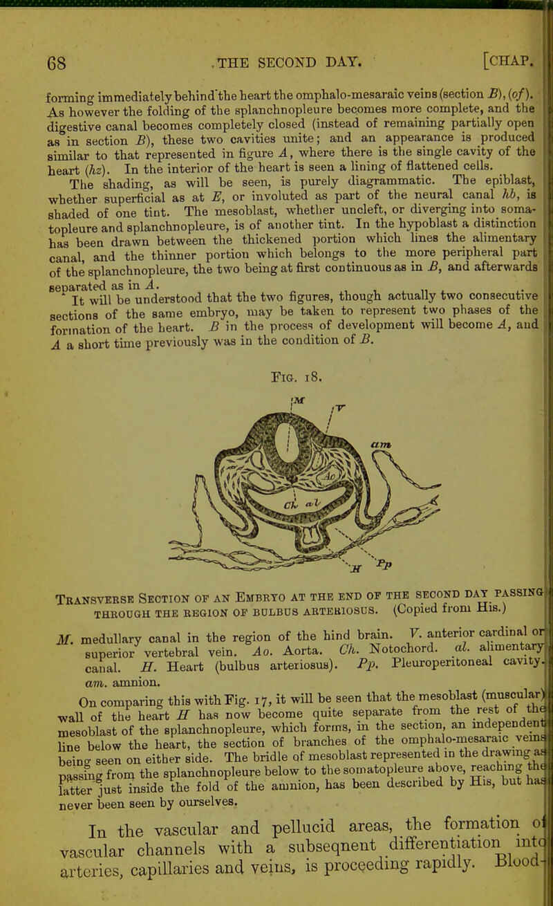 forming immediately behind'the heart the omphalo-mesaraic veins (section £), (of). As however the folding of the splanchnopleure becomes more complete, and the digestive canal becomes completely closed (instead of remaining partially open as in section B), these two cavities xmite; and an appearance is produced similar to that represented in figure A, where there is the single cavity of the heart {hz). In the interior of the heart is seen a lining of flattened cells. The shading, as will be seen, is purely diagrammatic. The epiblast, whether superficial as at E, or involuted as part of the neural canal hh, is shaded of one tint. The mesoblast, whether uncleft, or divergmg into soma- topleure and splanchnopleure, is of another tint. In the hypoblast a distinction has been drawn between the thickened portion which lines the alimentary canal, and the thinner portion which belongs to the more peripheral part of the splanchnopleure, the two being at first continuous as in B, and afterwards seoarated as in 2. * It will be understood that the two figures, though actually two consecutive sections of the same embryo, may be taken to represent two phases of the formation of the heart. B in the process of development will become A, and A a short tune previously was in the condition of B. J Transveksr Section of an Embeto at the end of the second day passing THROUGH THE KBGION OP BDLBOS ARTEBIOSUS. (Copied from HlS.) M. medullary canal in the region of the hind brain. F. anterior cardinal or superior vertebral vein. Ao. Aorta. Ch. Notochord. al. alimentary canal. H. Heart (bulbus arteriosus). Pp. Pleuroperitoneal cavity. am. amnion. On comparing this with Fig. 17, it will be seen that the mesoblast (muscular: wall of the heart H has now become quite separate from the rest ot tH mesoblast of the splanchnopleure, which for.ns, in the section an mdependen hue below the heart, the section of branches of the omphalo-mesa,raic vein, befn.; seen on either side. The bridle of mesoblast represented m the drawing passfng from the splanchnopleure below to the somatopleure above, reaching th Er lust inside the fold of the amnion, has been described by H.s, but ha« never been seen by ourselves. In the vascular and pellucid areas, the formation 0 vascular channels with a subseqnent differentiation mtc arteries, capillaries and veins, is proceeding rapidly, iiiood-