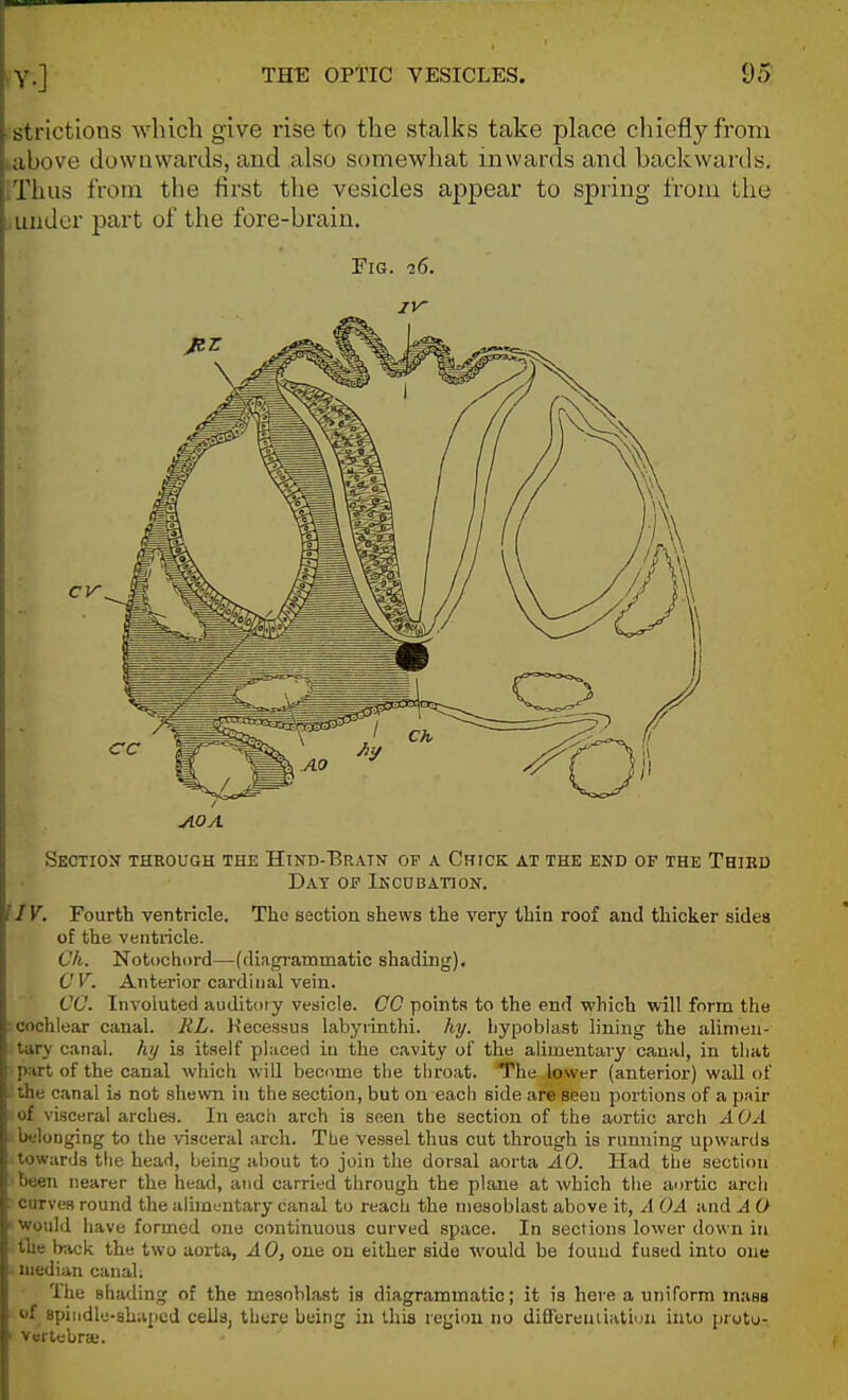 'Strictions which give rise to the stalks take place chiefly from ;iibove dowuwards, and also somewhat inwards and backwards, /rhus from the first the vesicles appear to spring from the ^ under part of the fore-brain. Fig. 76. IV Section through the Hind-Bratn op a Chick at the end of the Third Day op Ikcubation. IIV. Fourth ventricle. The section shews the very thin roof and thicker sides of the ventricle. Ch. Notochord—(diagrammatic shading). CV. Anterior cardinal vein. €0. Involuted auditory vesicle. CO points to the end which will form the ■ cochlear canal. RL. Kecessus labyrinthi. liy. hypoblast lining the alimen- tary canal, hy is itself placed in the cavity of the alimentary canal, in that part of the canal which will become the throat. The lower (anterior) wall of ■ the canal \a not shewn in the section, but on each side are seen portions of a pair of visceral arches. In each arch is seen the section of the aortic arch A OA bdonging to the visceral arch. The vessel thus cut through is running upwards towards the head, being about to join tlie dorsal aorta AO. Had the section been nearer the head, and carried through the plane at which the aortic arch ; curves round the alimentary canal to reach the niesoblast above it, A OA ajid A O > Would have formed one continuous curved space. In sections lower down in the back the two aorta, AO, one on either side would be louud fused into one median canali The shading of the mesoblast is diagrammatic; it is here a uniform mass of spindle-shaped cells, there being in thia region no difTerenuation into protu- ' Vertebra;.