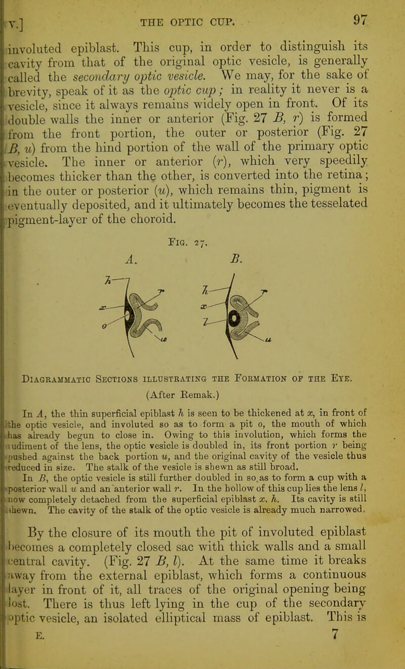 liuvoluted epiblast. This cup, in order to distinguish its cavity from that of the original optic vesicle, is generally- called the secondary optic vesicle. We may, for the sake of brevity, speak of it as the optic cup; in reality it never is a vesicle, since it always remains widely open in front. Of its double walls the inner or anterior (Fig. 27 B, r) is formed from the front portion, the outer or posterior (Fig. 27 iB, m) from the hind portion of the wall of the primary optic .vesicle. The inner or anterior (r), which_ very speedily ibecomes thicker than the other, is converted into the retina; da the outer or posterior [u), which remains thin, pigment is eventually deposited, and it ultimately becomes the tesselated ipigment-layer of the choroid. Pig. 27. A, B. Diagrammatic Sections illustrating the Formation of the Eye. (After Eemak.) In A, the thin superficial epiblast h is seen to be thickened at x, in front of Ithe optic vesicle, and involuted so as to form a pit o, the mouth of which ihas already begun to close in. Owing to this involution, which forms the iiudiraent of the lens, the optic vesicle is doubled in, its front portion r being • pushed against the back portion u, and the original cavity of the vesicle thus (reduced in size. The stalk of the vesicle is shewn as still broad. In B, the optic vesicle is still further doubled in so.as to form a cup with a posterior wall u and an anterior wall r. In the hollow of this cup lies the lens I, i-now completely detached from the superBcial epiblast cc, h. Its cavity is still iHhewn. The cavity of the stalk of the optic vesicle is already much narrowed. By the closure of its mouth the pit of involuted epiblast ■becomes a completely closed sac with thick walls and a small central cavity. (Fig. 27 B,l). At the same time it breaks away from the external epiblast, which forms a continuous 4ayer in front of it, all traces of the original opening being lost. There is thus left lying in the cup of the secondary optic vesicle, an isolated elliptical mass of epiblast. This is E. 7