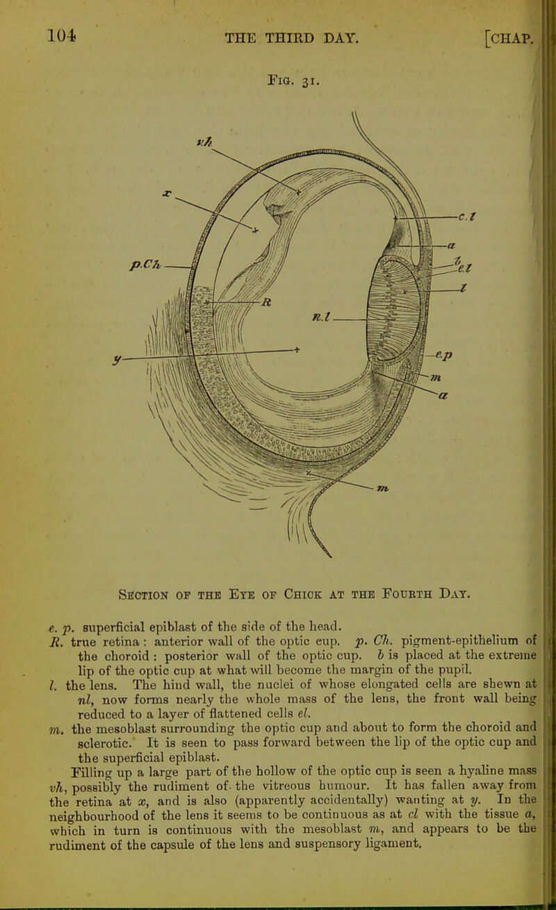 SfiOTION OF THE EtE OP ChIOK AT THE FOUBTH DaT. e. p. superficial epiblast of the side of the head. Jt. true retina : anterior wall of the optic cup. p. CJi. pigment-epithelium of the choroid : posterior wall of the optic cup. 6 is placed at the extreme lip of the optic cup at what will become the margin of the pupil. /. the lens. The hind wall, the nuclei of whose elongated cells are shewn at nl, now forms nearly the whole mass of the lens, the front wall being reduced to a layer of flattened cells el. m, the mesoblast surrounding the optic cup and about to form the choroid and sclerotic' It is seen to pass forward between the lip of the optic cup and the superficial epiblast. Pilling up a large part of the hollow of the optic cup is seen a hyaline mass vh, possibly the rudiment of. the vitreous humour. It has fallen away from the retina at x, and is also (apparently accidentally) wanting at y. In the neighbourhood of the lens it seems to be continuous as at cl with the tissue a, which in turn is continuous with the mesoblast m, and appears to be the rudiment of the capsule of the lens and suspensory ligament.