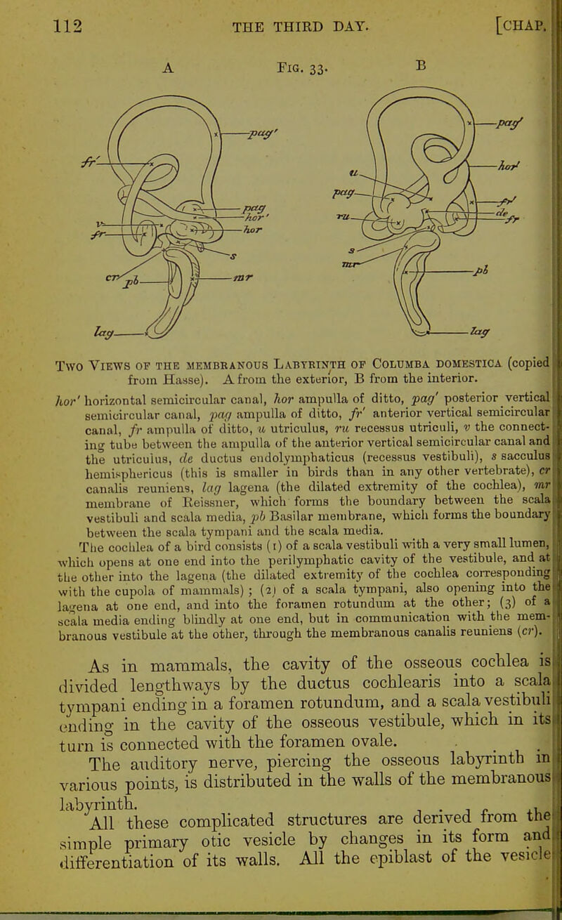 Fig. 33- B Two Views of the membranous Labyrinth of Columba domestica (copied from Hasse). A from the exterior, B from the interior. /lor'horizontal semicircular canal, lior ampulla of ditto, -pag' posterior vertical semicircular canal, imri ampulla of ditto, /?•' anterior vertical semicircular canal, /)• ampulla of ditto, m utriculus, ru recessus utriculi, v the connect- ing tube between the ampulla of the anterior vertical semicircular canal and the utriculus, dc ductus endolymphaticus (recessus vestibuli), s sacculus hemisphericus (this is smaller in birds than in any other vertebrate), cr canalis reuniens, lag lagena (the dilated extremity of the cochlea), mr membrane of Reissner, which forms the boundary between the scala vestibuli and scala media, p6 Basilar membrane, which forms the boundary between the scala tympaui and the scala media. The cochlea of a bird consists (i) of a scala vestibuli with a very small lumen, which opens at one end into the perilymphatic cavity of the vestibule, and at the other into the lagena (the dilated extremity of the cochlea corresponding with the cupola of mammals) ; (2,1 of a scala tympani, also opening into the lai^ena at one end, and into the foramen rotundum at the other; (3) of a scala media ending blindly at one end, but in communication with the memr branous vestibule at the other, through the membranous canalis reuniens (cr). As in mammals, the cavity of the osseous cochlea is divided lengthways by the ductus cochlearis into a scala tympani ending in a foramen rotundum, and a scala vestibuli ending in the cavity of the osseous vestibule, which in its turn is connected with the foramen ovale. The auditory nerve, piercing the osseous labyrinth in various points, is distributed in the walls of the membranous ^^^All^these complicated structures are derived from the simple primary otic vesicle by changes in its form and differentiation of its walls. All the epiblast of the vesicle