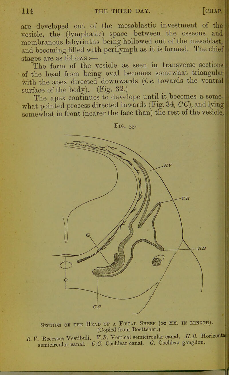 are developed out of the mesoblastic investment of the vesicle, the (lymphatic) space between the osseous and membranous labyrinths being hollowed out of the mesoblast, and becoming tilled with perilymph as it is formed. The chief stages are as follows:— The form of the vesicle as seen in transverse sections of the head from being oval becomes somewhat triangular with the apex directed downwards (i. e. towards the ventral surface of the body). (Fig. 32.) The apex continues to develope until it.becomes a some- what pointed process directed inwards (Fig. 34, GC), and lying somewhat in front (nearer the face than) the rest of the vesicle, Fig. 35- Section of the Head of a Fcetal Sheep (20 mm. in length). (Copied from Boettcher.) E V Recessus Vestibuli. V.B. Vertical semicircular canal. ff.B. Horizonta semicircular canal. CC. Cochlear canal. 6. Cochlear ganglion.