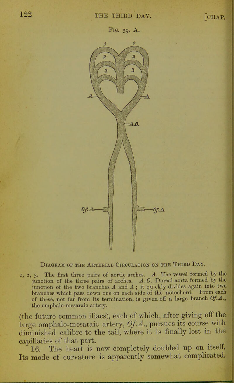 Fig. 39. A. Diagram of the Arterial Circulation on the Third Day. I, 2, 3. The first three pairs of aortic arches. A. The vessel formed by the junction of the three pairs of arches. A.O. Dorsal aorta formed by the junction of the two branches A and A ; it quickly divides again into two branches which pass down one on each side of the notochord. From each of these, not far from its termination, is given off a large branch Of.A., the omphalo-mesaraic artery. (the future common iliacs), each of which, after giving off the large omphalo-mesaraic artery, Of.A., pursues its course with diminished calibre to the tail, where it is finally lost in the capillaries of that part. 16. The heart is now completely doubled up on itself. Its mode of curvature is apparently somewhat complicated.