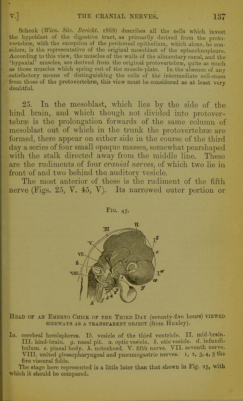 Schenk (Wien. SUz. Berickt. t868) describes all the cells which invest the hypoblast of the digestive tract, as primarily derived from the proto- vertebrse, with the exception of the peritoneal epithelium, which alone, he con- siders, is the representative of the original mesoblast of the splancbnopleure. According to this view, the muscles of the walls of the alimentary canal, and the 'hypaxial' muscles, are derived fi-om the original protovertebrse, quite as much as those muscles which spring out of the muscle-plate. In the absence of any satisfactory means of distinguishing the cells of the intermediate cell-mass from those of the protovertebrse, this view must be considered as at least very doubtful. 25. In the mesoblast, which lies by the side of the hind brain, and which though not divided into protover- tebrse is the prolongation forwards of the same column of mesoblast out of which in the trunk the protovertebrse are formed, there appear on either side in the course of the third day a series of four small opaque masses, somewhat pearshaped with the stalk directed away from the middle line. These are the rudiments of four cranial nerves, of which two lie in front of and two behind the auditory vesicle. The most anterior of these is the rudiment of the fifth nerve (Figs. 25, V. 45, V). Its narrowed outer portion or Fig. 45. Head op an Embryo Chick op the Thihd Dat (seventy-five hours) viewed SIDEWAYS A3 A TBANSPAEENT OBJECT (from Huxley). la. cerebral hemispheres. Ih. vesicle of the third ventricle. II. mid-brain. III. hind-brain, gr. nasal pit. a. optic vesicle. J. otic vesicle. cZ. infundi- bulum. c. pineal body. h. notochord. V. fifth nerve. VII. seventh nerve. VIII. united glossopharyngeal and pnemnogastric nerves, i, 2, 3, 4, 5 the five visceral folds. The stage here represented is a little later than that shewn in Fig. 25, with which it should be compared.