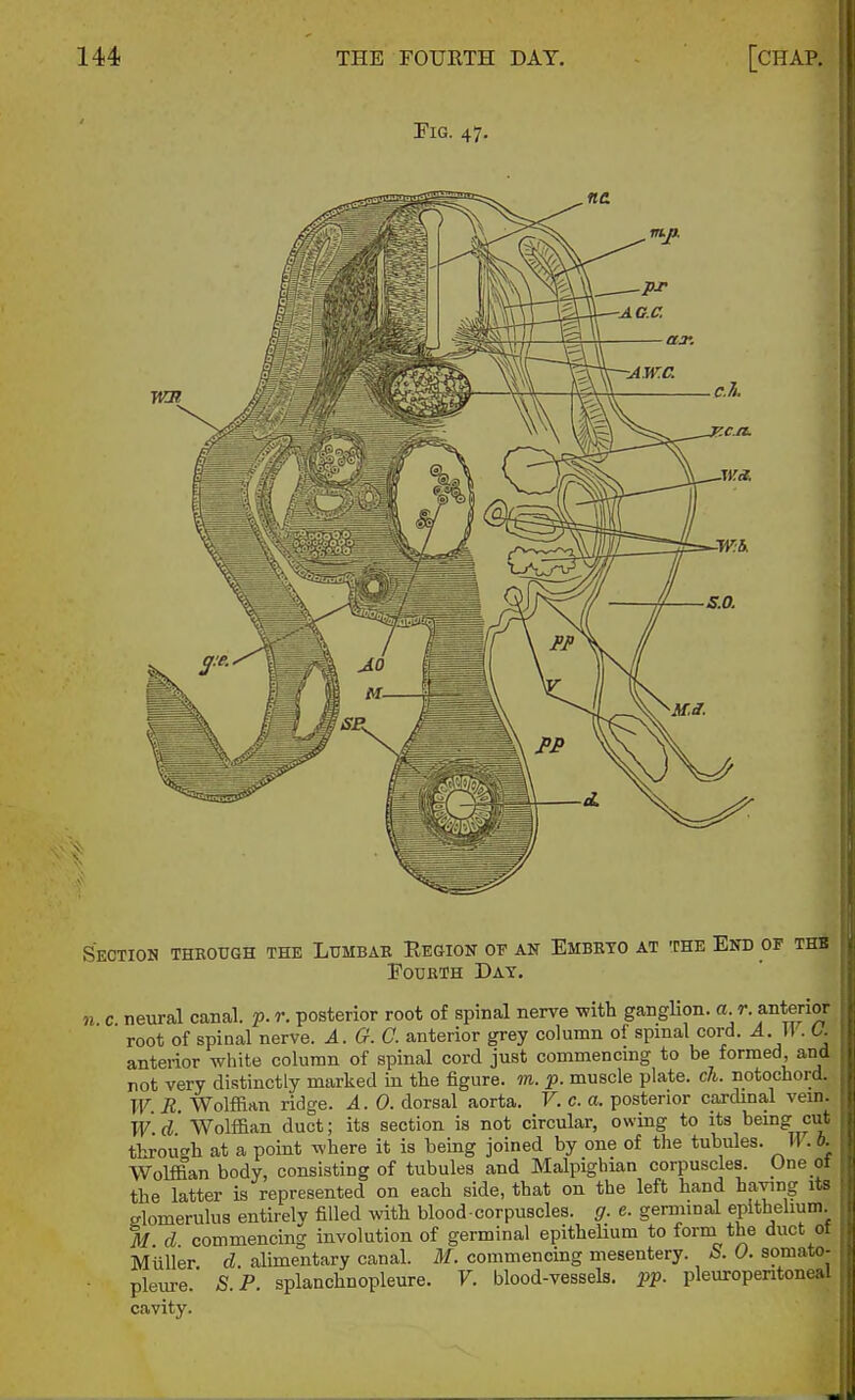 Tig. 47. Sectioh through the Ltjmbae Region oe an Embkto at the End of thb Fourth Dat. n c neural canal, p. r. posterior root of spinal nerve with ganglion, a r. anterior root of spinal nerve. A.G.C. anterior grey column ol spinal cord. A.\\. C. anterior white column of spinal cord just commencmg to be formed, and rot very distinctly marked in the figure, m. p. muscle plate, ch. notochord. T7 R. Wolffian ridge. A. 0. dorsal aorta. V. c. a. posterior carchnal vein. W d Wolffian duct; its section is not circular, owing to its being cut through at a point where it is being joined by one of the tubules. M .b. Wolffian body, consisting of tubules and Malpighian corpuscles. One ot the latter is represented on each side, that on the left hand having its glomerulus entirely filled with blood corpuscles, g. e. germinal epithelium M d commencing involution of germinal epithelium to form the duct of Miiller d alimentary canal. M. commencing mesentery. S. 0. somato- pleure.' S.P. splanchnopleure. V. blood-vessels, pp. pleuropentoneal cavity.
