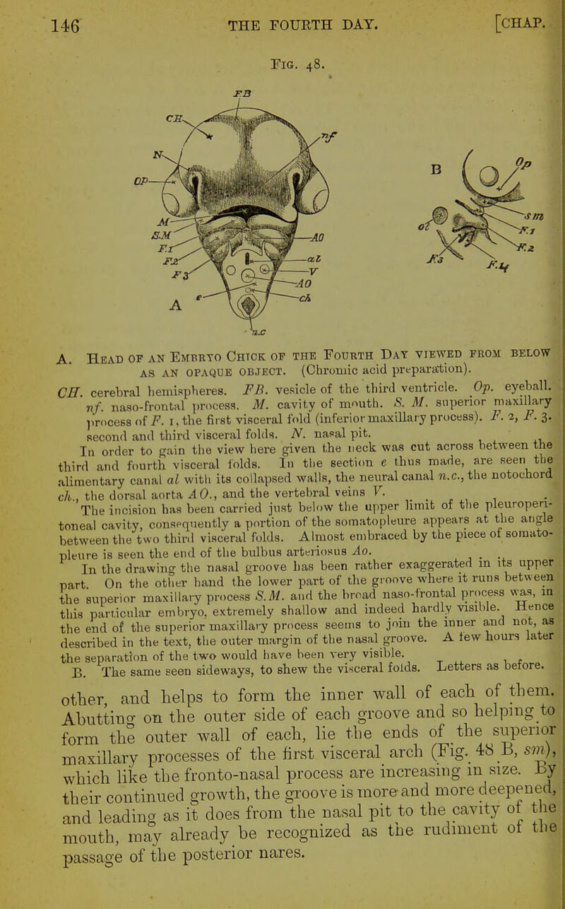 A. Head op an Embryo Chtck op the Fourth Day viewed from below AS AN opaque object. (Chromic acid preparaiiion). CH cerebral liemispheres. FB. vesicle of the third ventricle. Op. eyeball. nf. iiaso-frontal process. M. cavity of mouth. S. M. superior maxillary ]irocess of F. i, the first visceral fold (inferiormaxillary process). F.2,F. 3. second and third visceral folds. A^. nasal pit. In order to guin the view here given the neck was cut across between the third and fourth visceral folds. In the section e thus made, are seen the .alimentary canal al witli its collapsed walls, the neural canal n.c, the notochord ch , the dorsal aorta AO., and the vertehral veins V. . , , 1 The incision has been carried just below the upper limit of the pleuroperi- toneal cavity, conspqnently a portion of the som.atopleure appears at the angle between the two thir.l visceral folds. Almost embraced by the piece of somato- pleure is seen the end of the bulbus arteiiosus Ao. , . • In the drawing the nasal groove has been rather exaggerated in its upper part On tiie other hand the lower part of the gi oove where it runs between the superior maxillary process S.M. and the broad naso-lrontal process \vas, in this particular embryo, extremely shallow and indeed hardly visible. Hence the end of the superior maxillary process seems to join the inner and not, as described in the text, the outer margin of the nasal groove. A lew hours later the separation of the two would have been very visible. B. The same seen sideways, to shew the visceral folds. Letters as betore. other, and helps to form the inner wall of each of them. Abuttino- on the outer side of each groove and so helpmg to form the outer wall of each, lie the ends of the superior maxillary processes of the first visceral arch (Fig. 48 B, sin), which like the fronto-nasal process are increasing in size, by their continued growth, the groove is more and more deepened, and leading as it does from the nasal pit to the cavity of the mouth, may already be recognized as the rudiment ot the passage of the posterior nares.