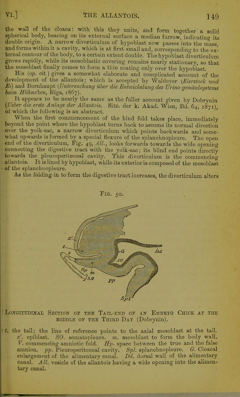 the wall of the cloaca: with this they unite, and form together a solid spherical body, bearing on its external surface a median furrow, indicating its double origin. A narrow diverticulum of hypoblast now passes into the mass and forms within ic a cavity, which is at first small and, corresponding to the ex- ternal contour of the body, to a certain extent double. The hypoblast diverticulum grows rapidly, while its mesoblastic covering remains nearly stationary, so that the mesoblast finally comes to form a thin coating only over the hypoblast. His [op. cit.) gives a somewhat elaborate and complicated account of the development of the allantois; which is accepted by Waldeyer {Eierstoclc unci .Ei) and Bornhaupt (Untersuchung uber die Entwickelung des Urino-genitalsystems helm Hiihnchen, Eiga, 1867). It appears to be nearly the same as the fuller account given by Dobrynin {Ueber die erste Anlage der Allantois. Sitz. der k. Akad. Wien, Bd. 64, 1871), of which the following is an abstract. When the first commencement of the hind fold takes place, immediately beyond the point where the hypoblast turns back to assume its normal direction over the yolk-sac, a narrow diverticulum which points backwards and some- what upwards is formed by a special flexure of the splanchnopleure. The open end of the diverticulum. Fig. 49, AIL, looks forwards towards the wide opening connecting the digestive tract with the yolk-sac; its blind end points directly towards the pleuroperitoneal cavity. This diverticulum is the commencing allantois. It is lined by hypoblast, while its exterior is composed of the mesoblast of the splanchnopleure. As the folding in to form the digestive tract increases, the diverticulum alters riG. 50* ] Longitudinal Section op the Tail-end op an Embexo Chick at the MIDDLE OF THE Thikd Day (Dobrynin). tt. the tail; the line of reference points to the axial mesoblast at the tail, x'. epiblast. SO. somatopleure. m. mesoblast to form the body wall, V. commencing amniotic fold. JIp. space between the true and the false amnion, pp. Pleuroperitoneal cavity. Spl. splanchnopleure. 6. Cloacal enlargement of the alimentary canal. Dd. dorsal wall of the alimentary canal. All. vesicle of the allantois having a wide opening into the alimen- tary canal.
