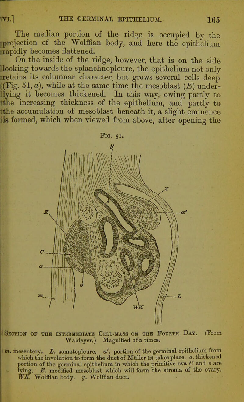 The median portion of the ridge is occupied by the fprojection of the Wolffian body, and here the epithelium irapidly becomes flattened. On the inside of the ridge, however, that is on the side Hooking towards the splanchnopleure, the epithelium not only rretains its columnar character, but grows several cells deep i;(Fig. 51, a), while at the same time the mesoblast (E) under- Hying it becomes thickened. In this way, owing partly to tthe increasing thickness of the epithelium, and partly to tthe accumulation of mesoblast beneath it, a slight eminence iis formed, which when viewed from above, after opening the Fio. 51. ^ Section op the intermediate Cell-mass on thb Fourth Dat. CFrom Waldeyer.) Magnified 160 times. »m. mesentery. L. aomatopleure, a', portion of the germinal epithelium from which the involution to form the duct of MiiUer (z) takes place, a. thickened portion of the germinal epithelium in which the primitive ova O and 0 are lying. E. modified mesoblast which will fonn the stroma of the ovary. WK. Wolffian body. y. Wolffian duct.