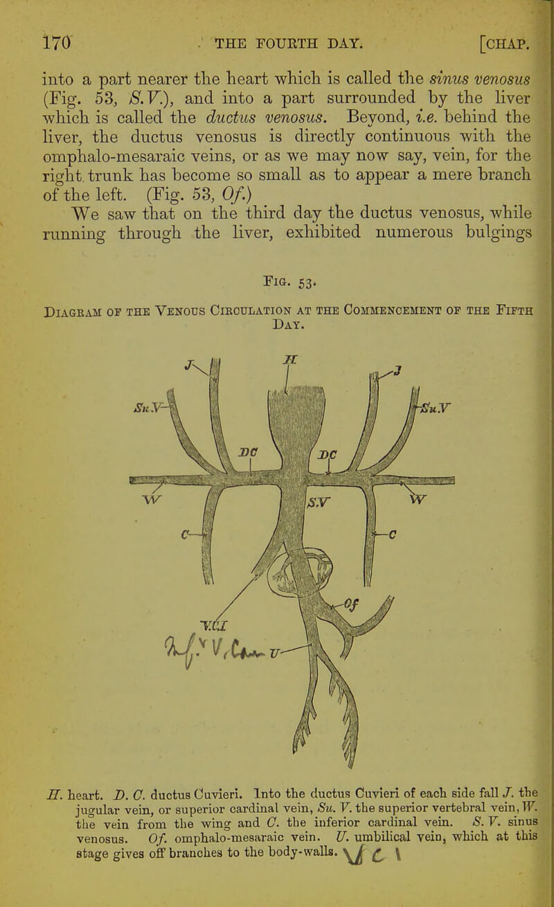into a part nearer the heart which is called the sinus venosus (Fig. 53, S.V.), and into a part surrounded by the liver which is called the ductus venosus. Beyond, i.e. behind the liver, the ductus venosus is directly continuous with the omphalo-mesaraic veins, or as we may now say, vein, for the right trunk has become so small as to appear a mere branch of the left. (Fig. 53, Of.) We saw that on the third day the ductus venosus, while running through the liver, exhibited numerous bulgings Fig. 53. D1A6BAM OF THE Venous Cieoolation at the Commencement op the Fifth Day. ff. heart. D. C. ductus Cuvieri, Into the ductus Cuvieri of each side fall /. the jugular vein, or superior cardinal vein, Su. V. the superior vertebral vein,T7. the vein from the vs^ing and C. the inferior cardinal vein. S. V. sinus venosus. Of. omphalo-mesaraic vein. U. umbilical vein, which at this stage gives off branches to the body-walls. W ^ \