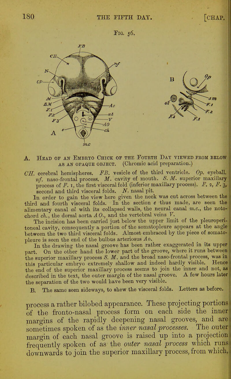 Pig. s6. A. Head of an Embryo Chick op the Fourth Day viewed from below AS AN opaque object. (Chiomic acid preparation.) CH. cerebral hemispheres. FB. vesicle of the third ventricle. Op. eyeball. nf. naso-frontal process. M. cavity of mouth. jS. M. superior maxillary process ot F. i, the first visceral fold (inferior maxillary process). F. 2, F. 3, second and tliird visceral folds. N. nasal pit. In order to gain the view here given the neck was cut across between the third and fourth visceral folds. In the section e thus made, are seen the alimentary canal al with its collapsed walls, the neural canal m.c, the noto- chord ch., the dorsal aorta A 0., and the vertebral veins F. The incision has been carried just below the upper limit of the pleuroperi- toneal cavity, consequently a portion of the somatopleure appears at the angle between the two third visceral folds. Almost embraced by the piece of somato- pleure is seen the end of the bulbus arteriosus Ao. In the drawing the nasal groove has been rather exaggerated in its upper part. On the other hand the lower part of the groove, where it runs between the superior maxillary process S. M. and the broad naso-frontal process, was in this particular embryo extremely shallow and indeed hardly visible. Hence the end of the superior maxillary process seems to join the inner and not, as described in the text, the outer margin of the nasal groove. A few hours later the separation of the two would have been very visible. B. The same seen sideways, to shew the visceral folds. Letters as before. process a rather bilobed appearance. These projecting portions of the fronto-nasal process form on each side the inner margins of the rapidly deepening nasal grooves, and are sometimes spoken of as the inner nasal processes. The outer margin of each nasal groove is raised up into a projection frequently spoken of as the outer nasal process which run.- downwards to join the superior maxillary process, from which,