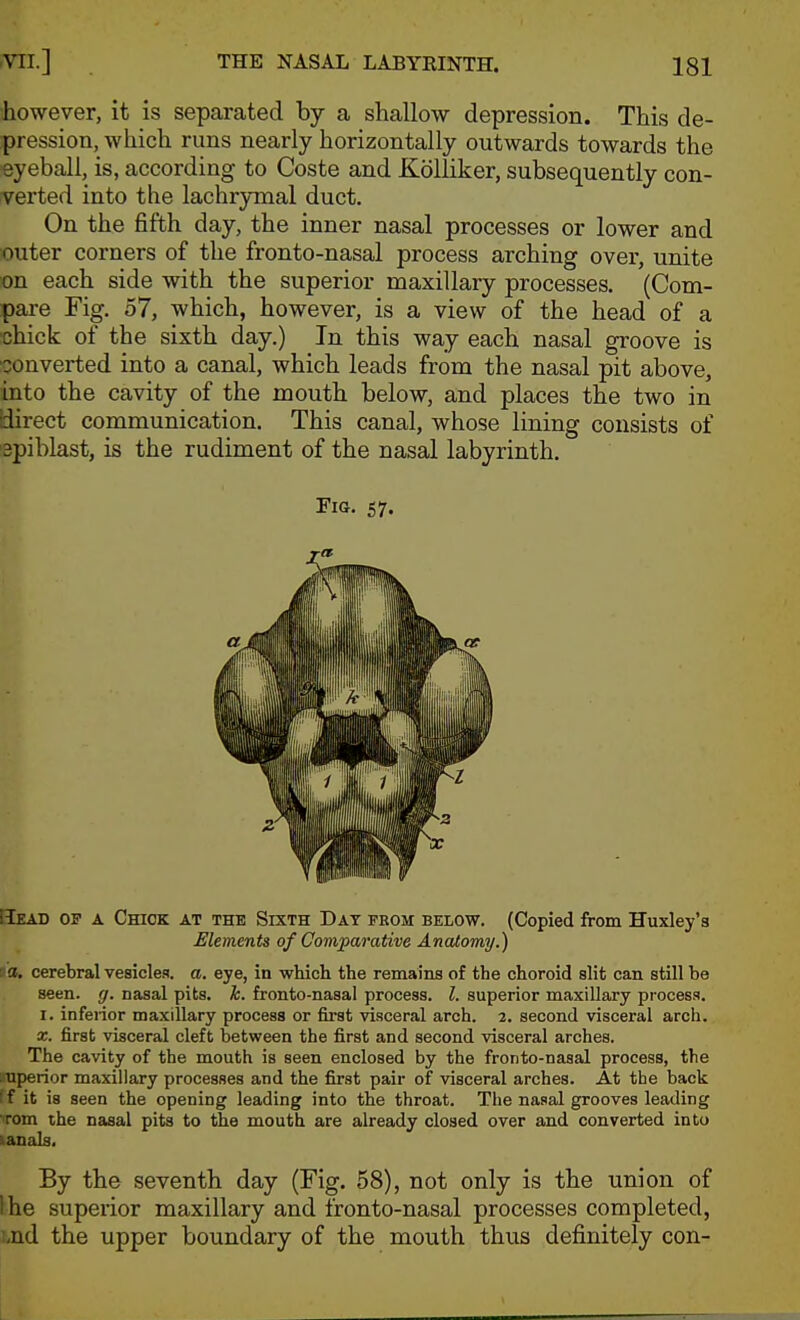ihowever, it is separated by a shallow depression. This de- pression, which runs nearly horizontally outwards towards the eyeball, is, according to Costs and Kolliker, subsequently con- verted into the lachrymal duct. On the fifth day, the inner nasal processes or lower and outer corners of the fronto-nasal process arching over, unite on each side with the superior maxillary processes. (Com- pare Fig. 57, which, however, is a view of the head of a chick of the sixth day.) In this way each nasal groove is ■converted into a canal, which leads from the nasal pit above, into the cavity of the mouth below, and places the two in Birect communication. This canal, whose lining consists of 'spiblast, is the rudiment of the nasal labyrinth. Fig. 57. Head of a Chick at the Sixth Day from below. (Copied from Huxley's Elements of Comparative Anatomy.) ta. cerebral vesicles, a. eye, in which the remains of the choroid slit can still be seen. g. nasal pits. Jc. fronto-nasal process. 1. superior maxillary process. I. inferior maxillary process or first visceral arch. 2. second visceral arch. X. first visceral cleft between the first and second visceral arches. The cavity of the mouth is seen enclosed by the fronto-naaal process, the uperior maxillary processes and the first pair of visceral arches. At the back ff it is seen the opening leading into the throat. The nasal grooves leading rom the nasal pits to tite mouth are already closed over and converted into ianals. By the seventh day (Fig. 68), not only is the union of I he supeiior maxillary and fronto-nasal processes completed, i,nd the upper boundary of the mouth thus definitely con-