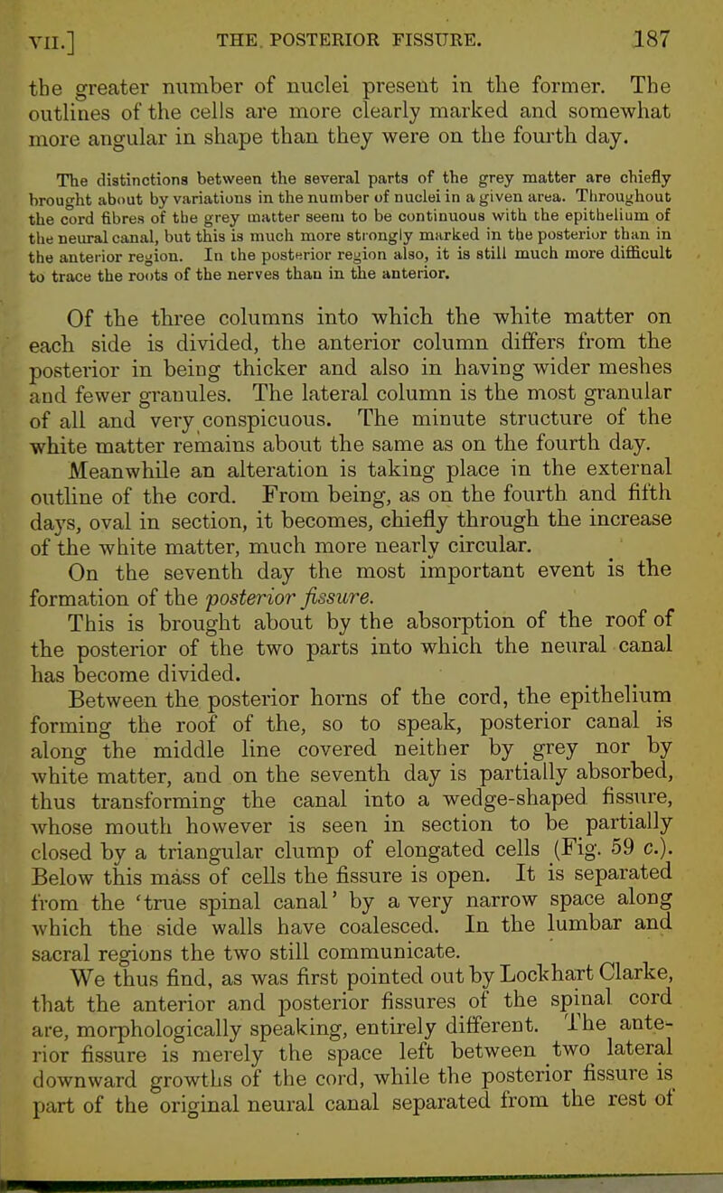 the greater number of nuclei present in the former. The outlines of the cells are more clearly marked and somewhat more angular in shape than they were on the fourth day. The distinctions between the several parts of the grey matter are chiefly brought about by variations in the number of nuclei in a given area. Tliroughout the cord fibres of the grey matter seem to be continuous with the epithelium of the neural canal, but this is much more strongly marked in the posterior than in the anterior region. In the posterior region also, it is still much more difficult to trace the roots of the nerves than in the anterior. Of the three columns into which the white matter on each side is divided, the anterior column differs from the posterior in being thicker and also in having wider meshes and fewer granules. The lateral column is the most granular of all and very conspicuous. The minute structure of the white matter remains about the same as on the fourth day. Meanwhile an alteration is taking place in the external outhne of the cord. From being, as on the fourth and fifth days, oval in section, it becomes, chiefly through the increase of the white matter, much more nearly circular. On the seventh day the most important event is the formation of the posterior fissure. This is brought about by the absorption of the roof of the posterior of the two parts into which the neural canal has become divided. Between the posterior horns of the cord, the epithelium forming the roof of the, so to speak, posterior canal is along the middle line covered neither by grey nor by white matter, and on the seventh day is partially absorbed, thus transforming the canal into a wedge-shaped fissure, whose mouth however is seen in section to be partially closed by a triangular clump of elongated cells (Fig. 59 c). Below this mass of cells the fissure is open. It is separated from the 'true spinal canal' by a very narrow space along which the side walls have coalesced. In the lumbar and sacral regions the two still communicate. We thus find, as was first pointed out by Lockhart Clarke, that the anterior and posterior fissures of the spinal cord are, morphologically speaking, entirely different. The ante- rior fissure is merely the space left between two lateral downward growths of the cord, while the posterior fissure is part of the original neural canal separated from the rest of