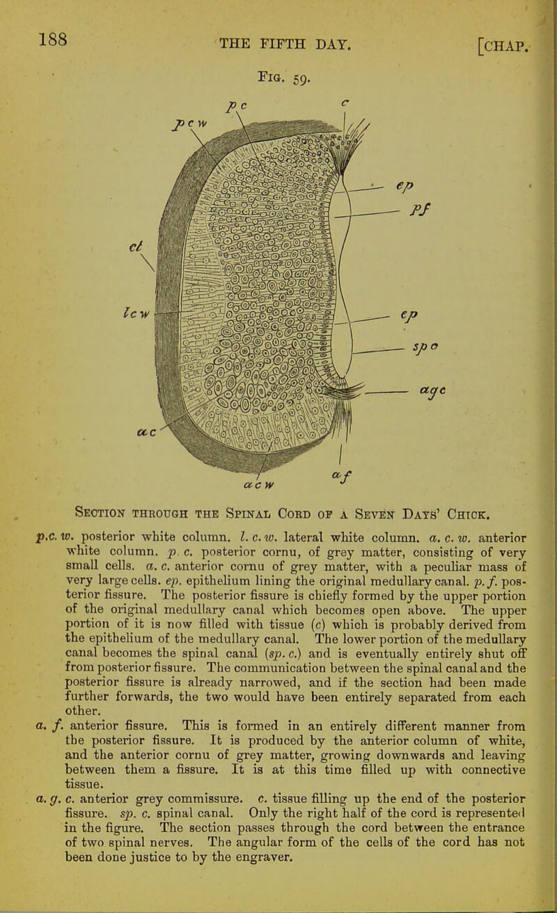 Fig. 59. Section thuouqh the Spinal Cokd of a Seven Days' Chick. .c. w. posterior white column. I. c. w. lateral white column, a. c. w. anterior white column, p. c. posterior cornu, of grey matter, consisting of very small cells, a. c. anterior cornu of grey matter, with a peculiar mass of very large cells, ep. epithelium lining the original medullary canal, p.f. pos- terior fissure. The posterior fissure is chiefly formed by the upper portion of the original medullary canal which becomes open above. The upper portion of it is now filled with tissue (c) which is probably derived from the epithehum of the medullary canal. The lower portion of the medullary canal becomes the spinal canal (sp. c.) and is eventually entirely shut off from posterior fissure. The communication between the spinal canal and the posterior fissure is already narrowed, and if the section had been made further forwards, the two would have been entirely separated from each other. . /. anterior fissure. This is formed in an entirely different manner from the posterior fissure. It is produced by the anterior column of white, and the anterior cornu of grey matter, growing downwards and leaving between them a fissure. It is at this time filled up with connective tissue. . g. c. anterior grey commissure, c. tissue filling up the end of the posterior fissure, sp. c. spinal canal. Only the right half of the cord is represented in the figure. The section passes through the cord between the entrance of two spinal nerves. The angular form of the cells of the cord has not been done justice to by the engraver.