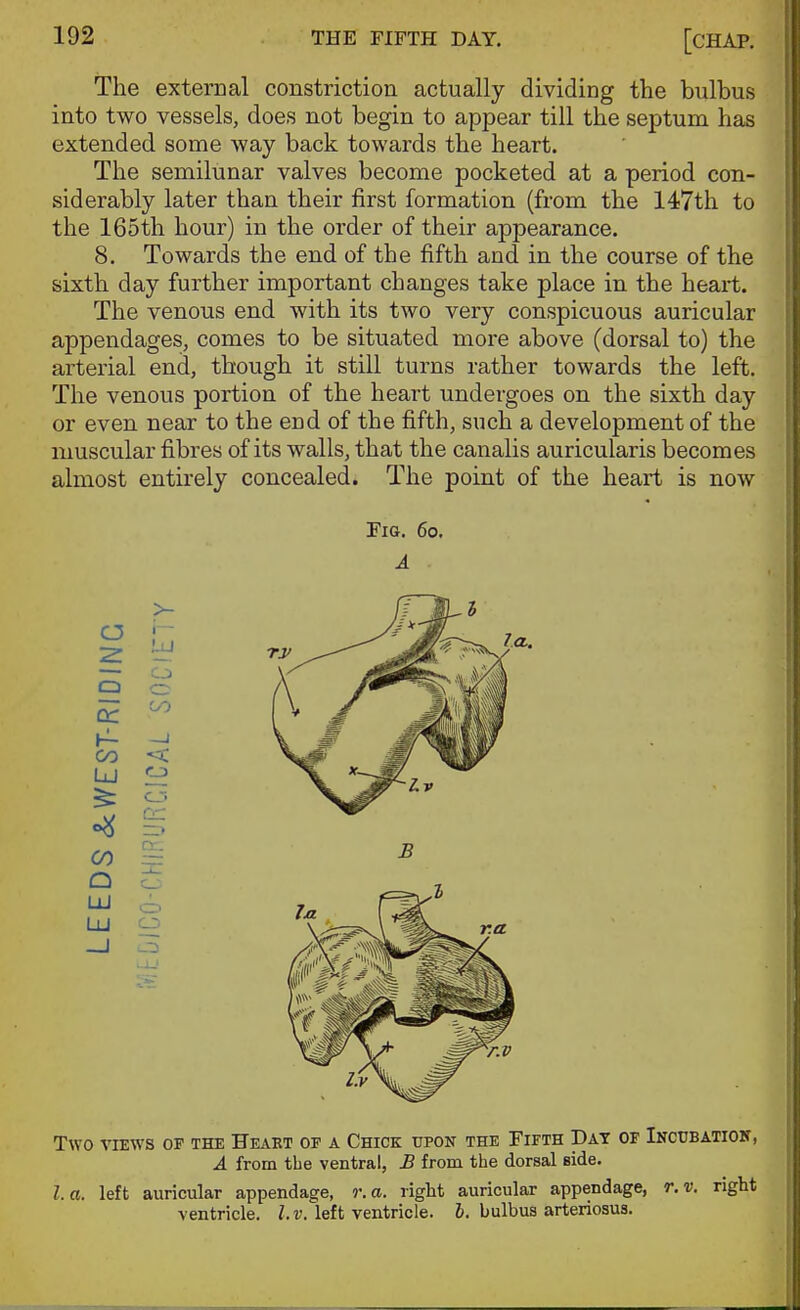 The external constriction actually dividing the bulbus into two vessels, does not begin to appear till the septum has extended some way back towards the heart. The semilunar valves become pocketed at a period con- siderably later than their first formation (from the 147th to the 165th hour) in the order of their appearance. 8. Towards the end of the fifth and in the course of the sixth day further important changes take place in the heart. The venous end with its two very conspicuous auricular appendages, comes to be situated more above (dorsal to) the arterial end, though it still turns rather towards the left. The venous portion of the heart undergoes on the sixth day or even near to the end of the fifth, such a development of the muscular fibres of its walls, that the canalis auricularis becomes almost entirely concealed. The point of the heart is now riG. 6o. A Two VIEWS OF THE HeAET OF A ChICK UPON THE FlFTH DaT OF InCUBATION, A from the ventral, £ from the dorsal side. I. a. left auricular appendage, r.a. right auricular appendage, r.v. right ventricle. Z.i;. left ventricle. J. bulbus arteriosus.