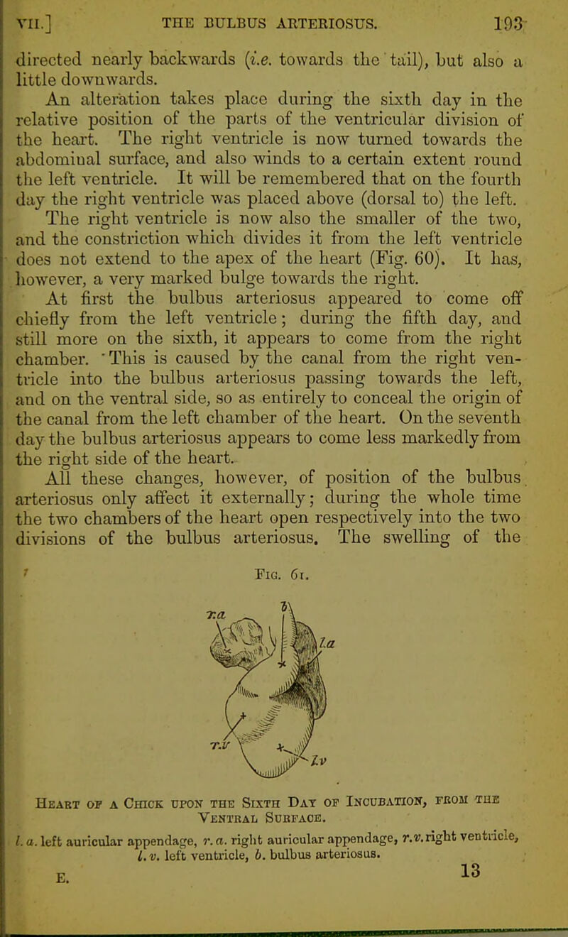 directed nearly backwards {i.e. towards the tail), but also a little downwards. An alteration takes place during tbe sixth day in the relative position of the parts of the ventricular division of the heart. The right ventricle is now turned towards the abdominal surface, and also winds to a certain extent round the left ventricle. It will be remembered that on the fourth day the right ventricle was placed above (dorsal to) the left. The right ventricle is now also the smaller of the two, and the constriction which divides it from the left ventricle does not extend to the apex of the heart (Fig. 60). It has, liowever, a very marked bulge towards the right. At first the bulbus arteriosus appeared to come off chiefly from the left ventricle; during the fifth day, and still more on the sixth, it appears to come from the right chamber, ' This is caused by the canal from the right ven- tricle into the bulbus arteriosus passing towards the left, and on the ventral side, so as entirely to conceal the origin of the canal from the left chamber of the heart. On the seventh day the bulbus arteriosus appears to come less markedly from the right side of the heart. All these changes, however, of position of the bulbus arteriosus only affect it externally; during the whole time the two chambers of the heart open respectively into the two divisions of the bulbus arteriosus. The swelling of the ' Fig. 6t. Heart of a Chick upon the Sixth Dat of Incubation, fbom the Ventral Sukface. I. a. left auricular appendage, r. a. right auricular appendage, r.r.right ventricle, I. V. left ventiicle, b. bulbus arteriosus. E. 13