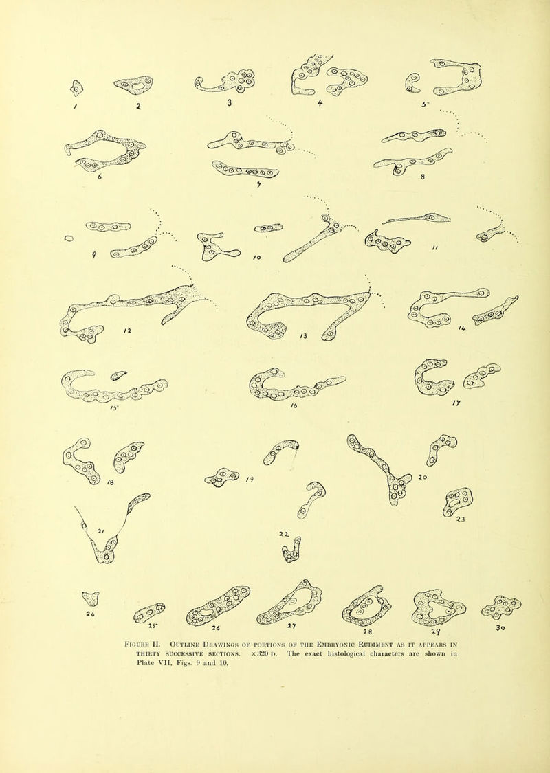 Figure II. Outlink Dhawings of portions of thk Bmbhyo.mc Rudiment as it appears in THIRTY successive SECTIONS. X 320 D. The exact histological characters are shown in Plate VII, Figs. 9 and 10.