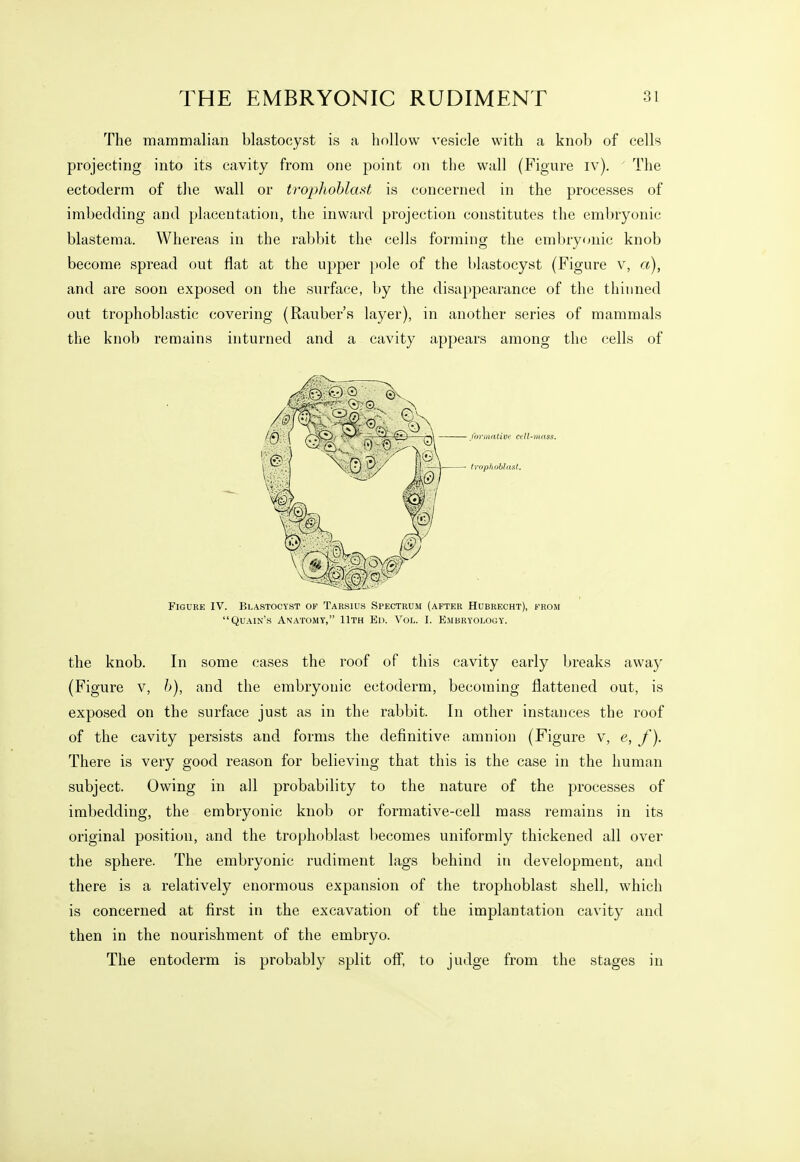 The mammalian blastocyst is a hollow vesicle with a knob of cells projecting into its cavity from one point on the wall (Figure iv). The ectoderm of the wall or trophohlaxt is concerned in the processes of imbedding and placentation, the inward projection constitutes the embryonic blastema. Whereas in the rabbit the cells forming the embry^niic knob become spread out flat at the upper pole of the blastocyst (Figure v, a), and are soon exposed on the surface, by the disappearance of the thinned out trophoblastic covering (Rauber's layer), in another series of mammals the knob remains inturned and a cavity appears among the cells of ibnitatiuf cell-mass. trophohlasl. Figure IV. Blastocyst of Tarsius Spectrum (after Hubrecht), from Quain's Anatomt, 11th En. Vol. I. Embryology. the knob. In some eases the roof of this cavity early breaks away (Figure v, h), and the embryonic ectoderm, becoming flattened out, is exposed on the surface just as in the rabbit. In other instances the roof of the cavity persists and forms the definitive amnion (Figure v, e, f). There is very good reason for believing that this is the case in the human subject. Owing in all probability to the nature of the processes of imbedding, the embryonic knob or formative-cell mass remains in its original position, and the trophoblast becomes uniformly thickened all over the sphere. The embryonic rudiment lags behind in development, and there is a relatively enormous expansion of the trophoblast shell, which is concerned at first in the excavation of the implantation cavity and then in the nourishment of the embryo. The entoderm is probably split off, to judge from the stages in