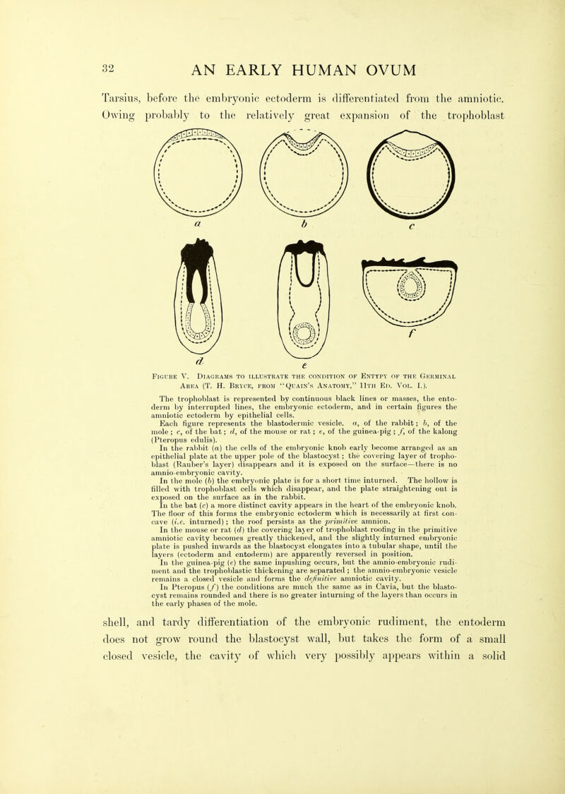 Tarsius, before the embryonic ectoderm is differentiated from the amniotic. Owing probal)ly to the rehxtively great expansion of the trophobhist Figure V. Diagrams to illustrate the condition of Entypy of the CiSerminal Area (T. H. Brvce, from Quain's Anatomy, 11th En. Vol. I.). The trophoblast is represented by continuous black lines or masses, the ento- derm by interrupted lines, the embryonic ectoderm, and in certain figures the amniotic ectoderm by epithelial cells. Each figure rejiresents the blastodermic vesicle, a, of the rabbit; h, of the mole ; c, of the bat; d, of the mouse or rat; e, of the guinea-pig ; /, of the kalong (Pteropus edulis). In the rabbit (a) the cells of the embryonic knob early become arranged as an epithelial plate at the upper pole of the blastocyst; the covering layer of tropho- blast (Rauber's layer) disappears and it is exposed on the surface—there is no amnio-embryonic cavity. In the mole {b) the embryonic plate is for a short time inturned. The hollow is filled with trophoblast cells which disappear, and the plate straightening out is exposed on the surface as in the rabbit. In the bat (c) a more distinct cavity appears in the heart of the embryonic knob. The floor of this forms the embryonic ectoderm which is necessarily at first con- cave {i.e. inturned); the roof persists as the primitive amnion. In the mouse or rat (d) the covering la}er of trophoblast roofing in the primitive amniotic cavity becomes greatly thickened, and the slightly inturned embryonic plate is pushed inwards as the blastocyst elongates into a tubular shape, until the layers (ectoderm and entoderm) are apparently reversed in position. In the guinea-pig (e) the same inpushing occurs, but the amnio-embryonic rudi- ment and the trophotdastic thickening are separated; the amnio-embryonic vesicle remains a closed vesicle and forms the definilive amniotic cavity. In Pteropus (/) the conditions are mucli the same as in Cavia, but the blasto- cyst remains rounded and there is no greater inturning of the layers than occurs in the early phases of the mole. shell, and tardy differentiation of the embryonic rudiment, the entoderm does not grow round the blastocyst wall, but takes the form of a small closed vesicle, the cavity of which very possibly appears within a solid