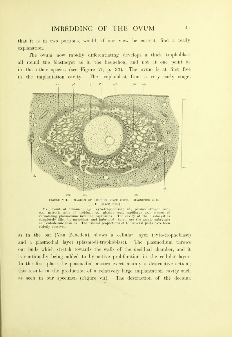 that it is in two portions, would, if our view be correct, find a ready explanation. The ovum now rapidly differentiating develops a thick trophoblast all round the blastocyst as in the hedgehog, and not at one point as in the other species (see Figure vi, p. 33). The ovum is at first free in the implantation cavity. The trophoblast from a very early stage, 11.z. pi. cyU P.e. ri/t, pi. n.z. cap. pi.' pi.' Figure VII. DiAGRAiM of Teacher-Beyce Ovum. Magnified 50 d. (T. H. Bryce, del.) P.e.., point of entrance; cyt., cyto-trophoblast ; /)/., plasmodi-trophoblast; n.z., necrotic zone of deciilua; ;//., gland; cap., capillary; pi.', masses of vacuolating plasmodium invading ca|jillaiies. Tlie cavity of the blastocyst is completely tille<l by niesoblast, and imbedded therein are the amnio-embryonic and entodermic vesicles. The natural proportions of the several parts have been strictly observed. as in the bat (Van Beneden), shows a cellular layer (cyto-trophoblast) and a plasmodial layer (plasmodi-trophoblast). The plasmodium throws out buds which stretch towards the walls of the decidual chamber, and it is continually being added to by active proliferation in the cellular layer. In the first place the plasmodial masses exert mainly a destructive action ; this results in the production of a relatively large implantation cavity such as seen in our specimen (Figure vii). The destruction of the decidua F